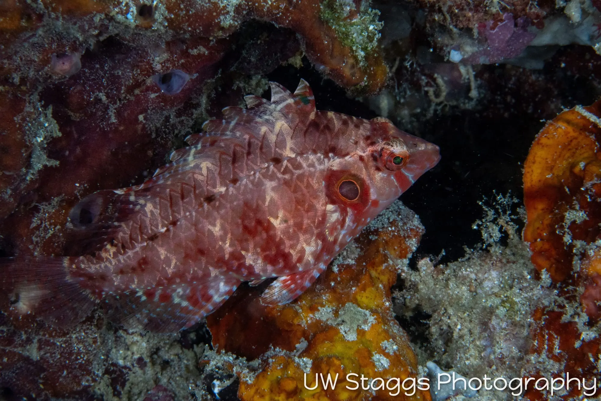 Reef Scene — Puerto Galera, Philippines
