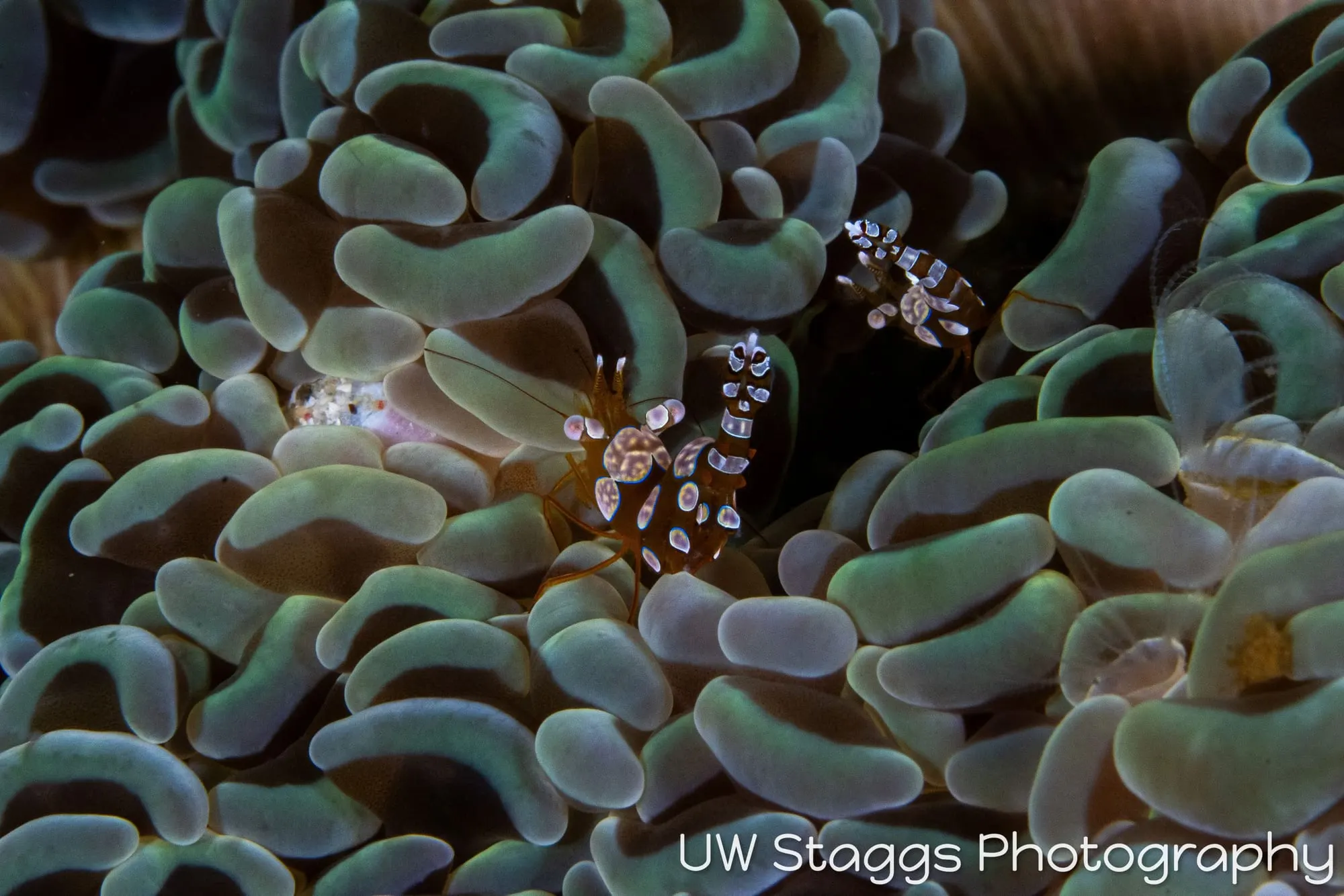 Reef Scene — Puerto Galera, Philippines