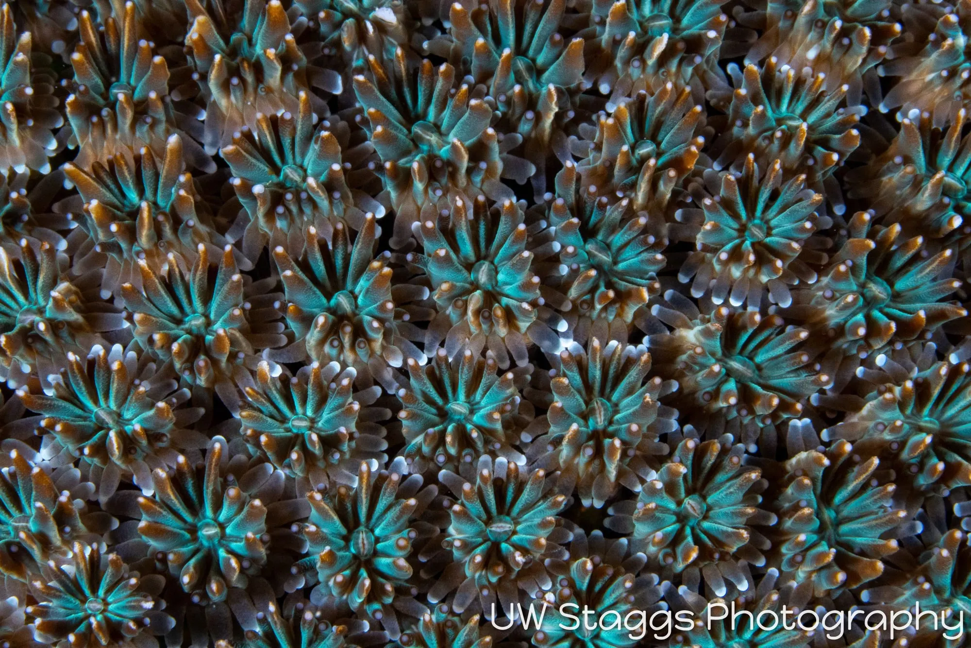 Reef Scene — Puerto Galera, Philippines