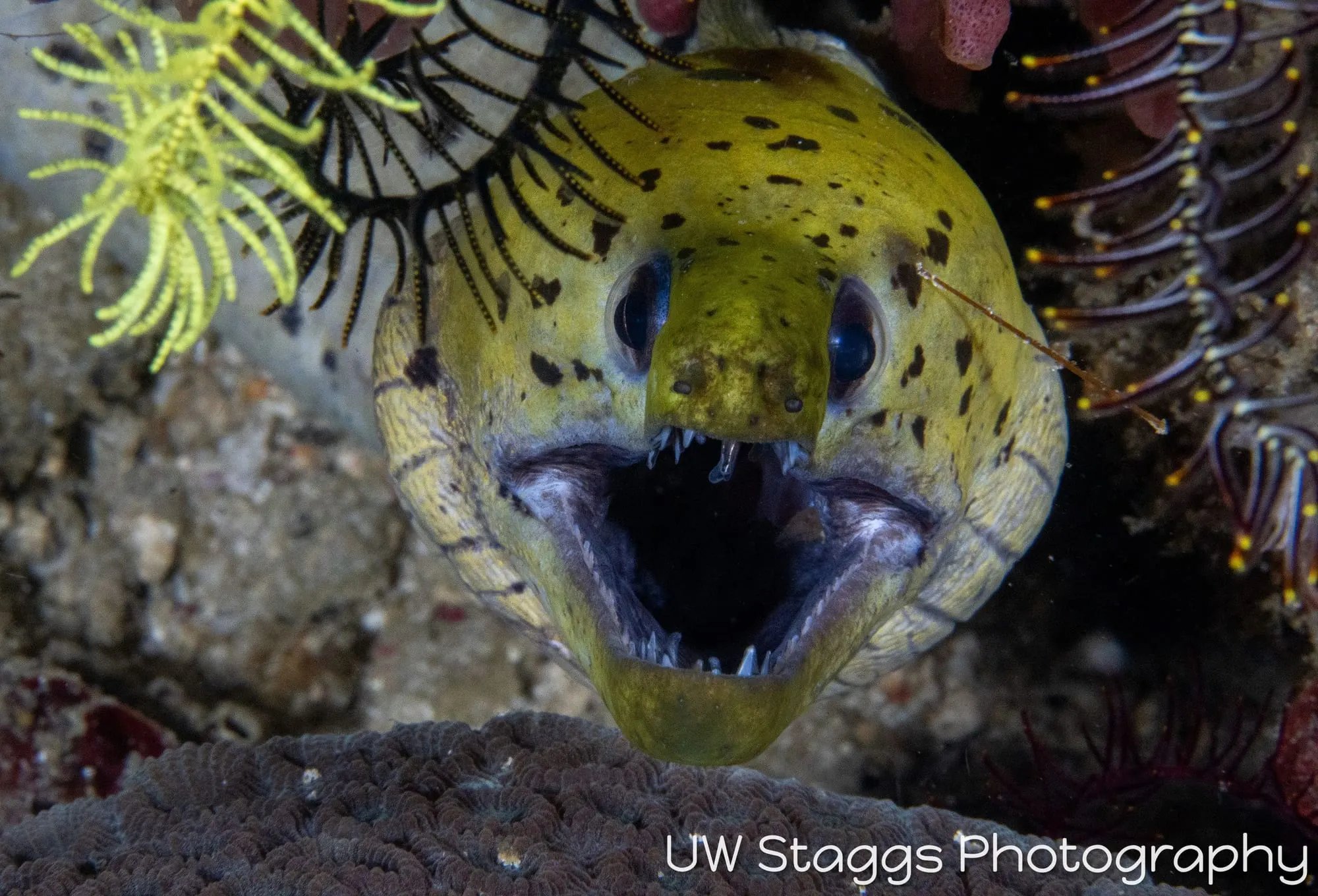 Reef Scene — Puerto Galera, Philippines