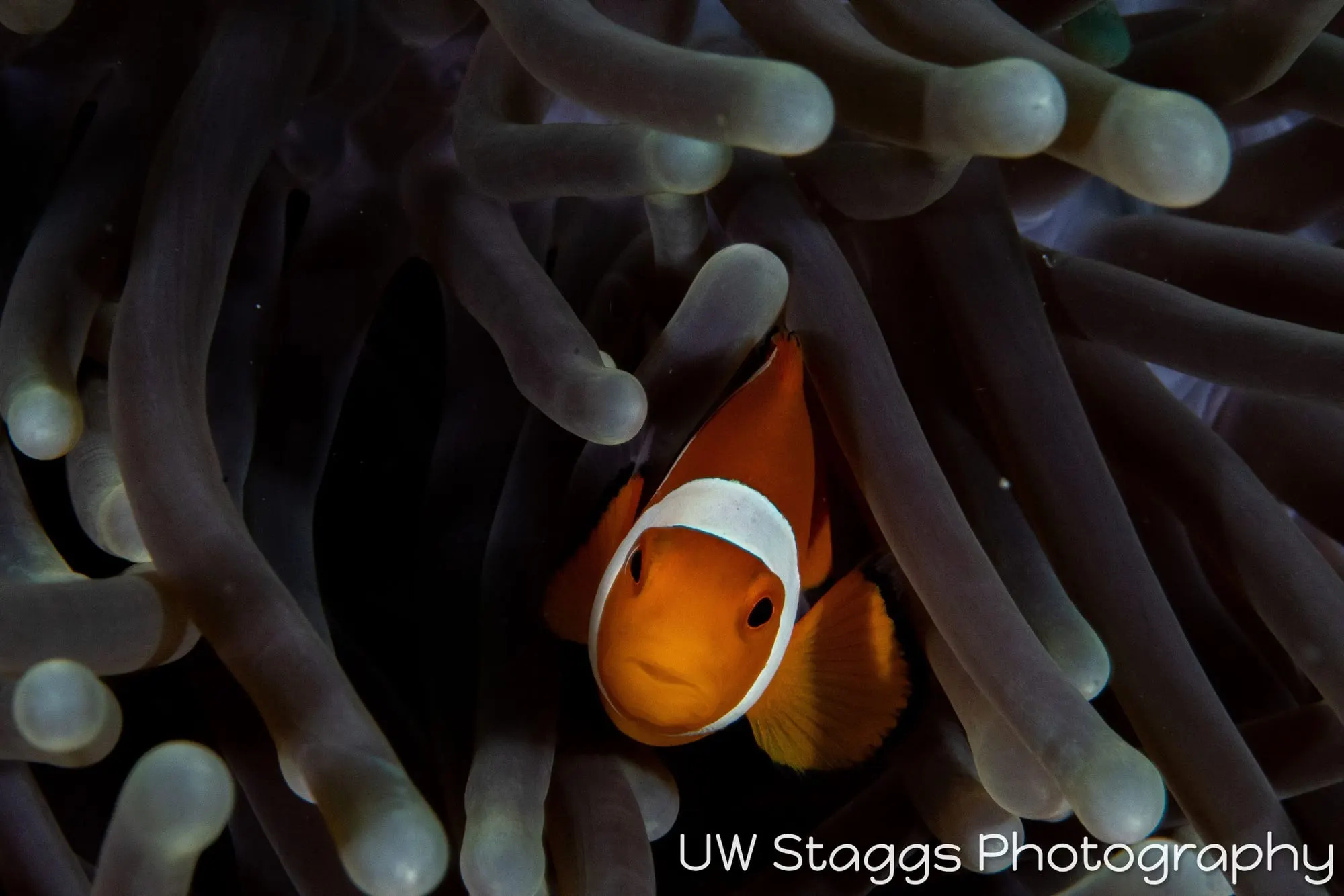 Reef Scene — Puerto Galera, Philippines