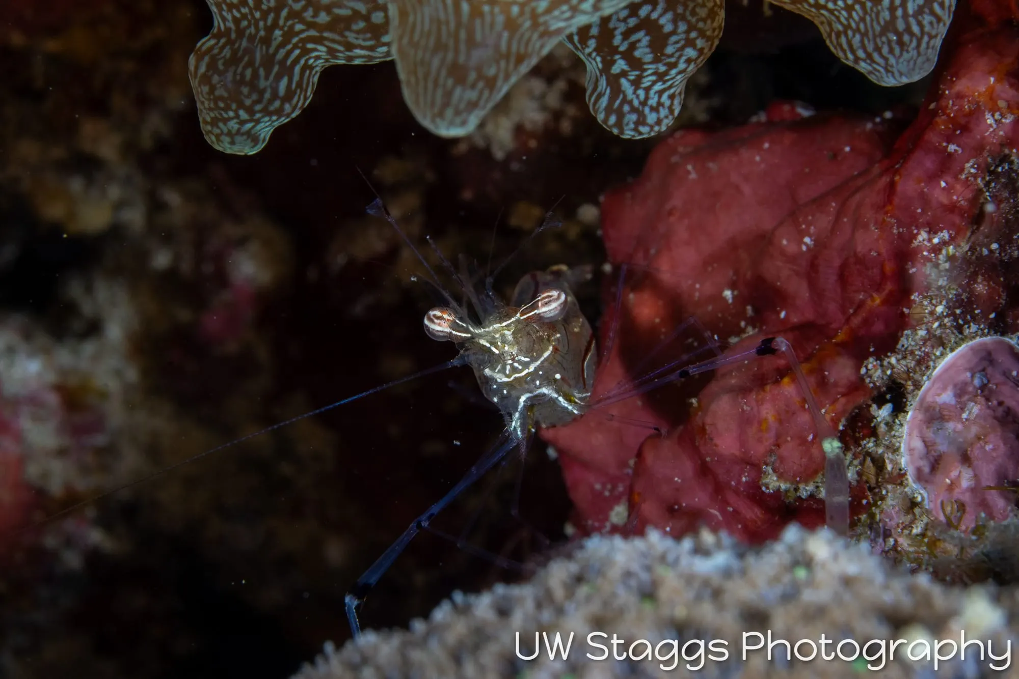 Reef Scene — Puerto Galera, Philippines