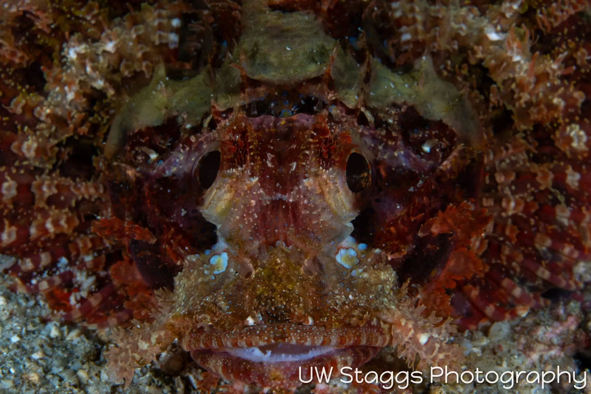 Reef Scene — Puerto Galera, Philippines