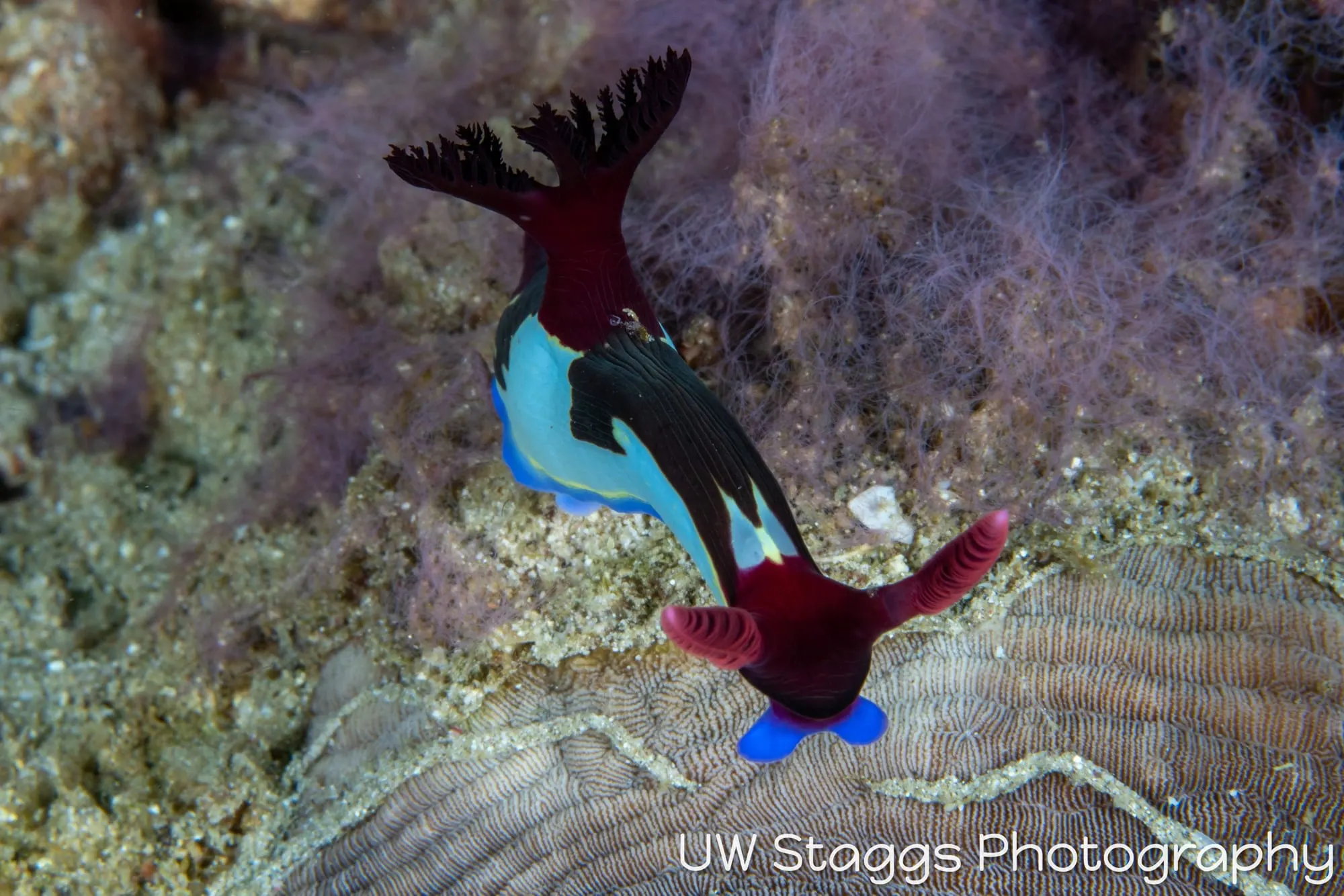 Reef Scene — Puerto Galera, Philippines