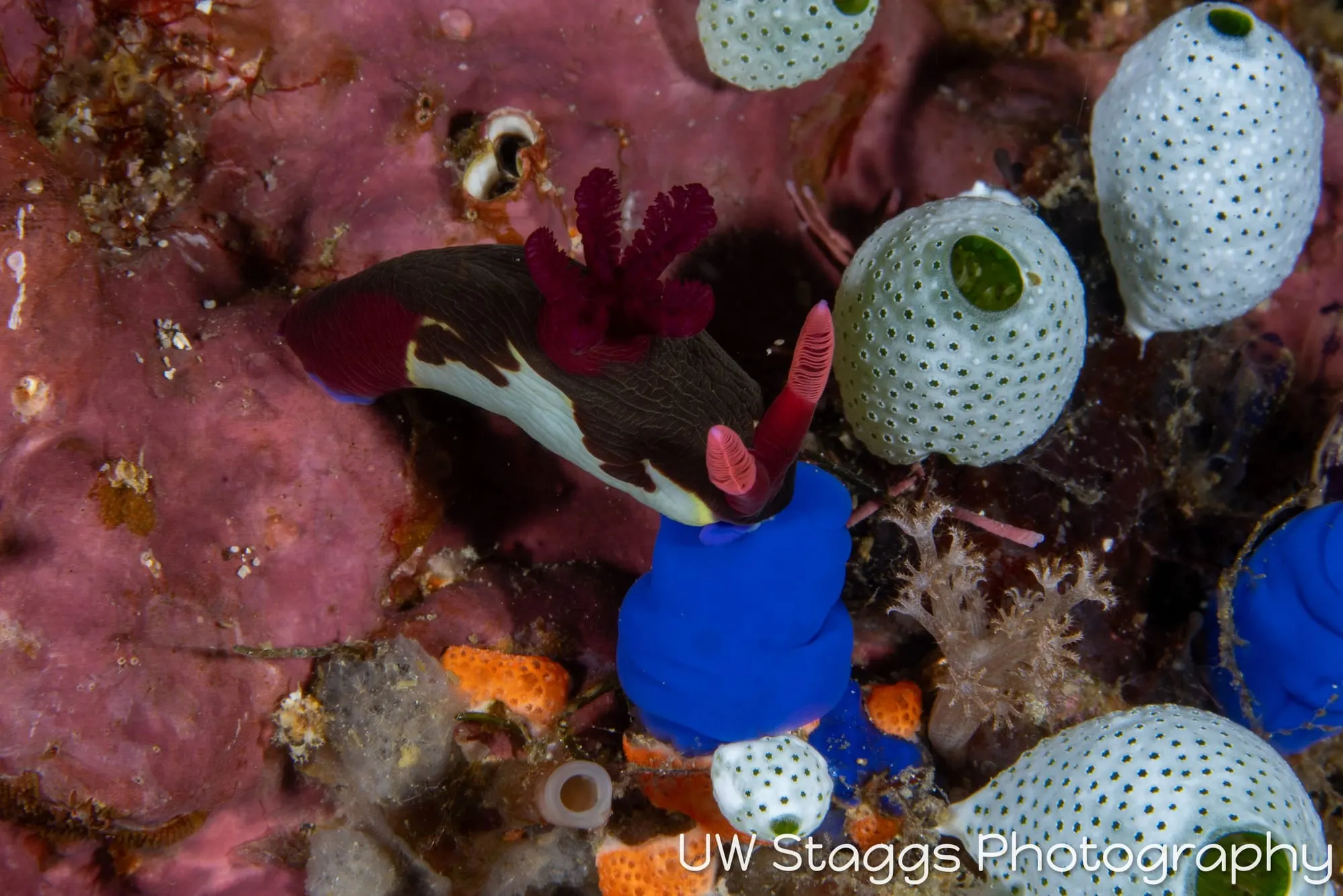 Reef Scene — Puerto Galera, Philippines