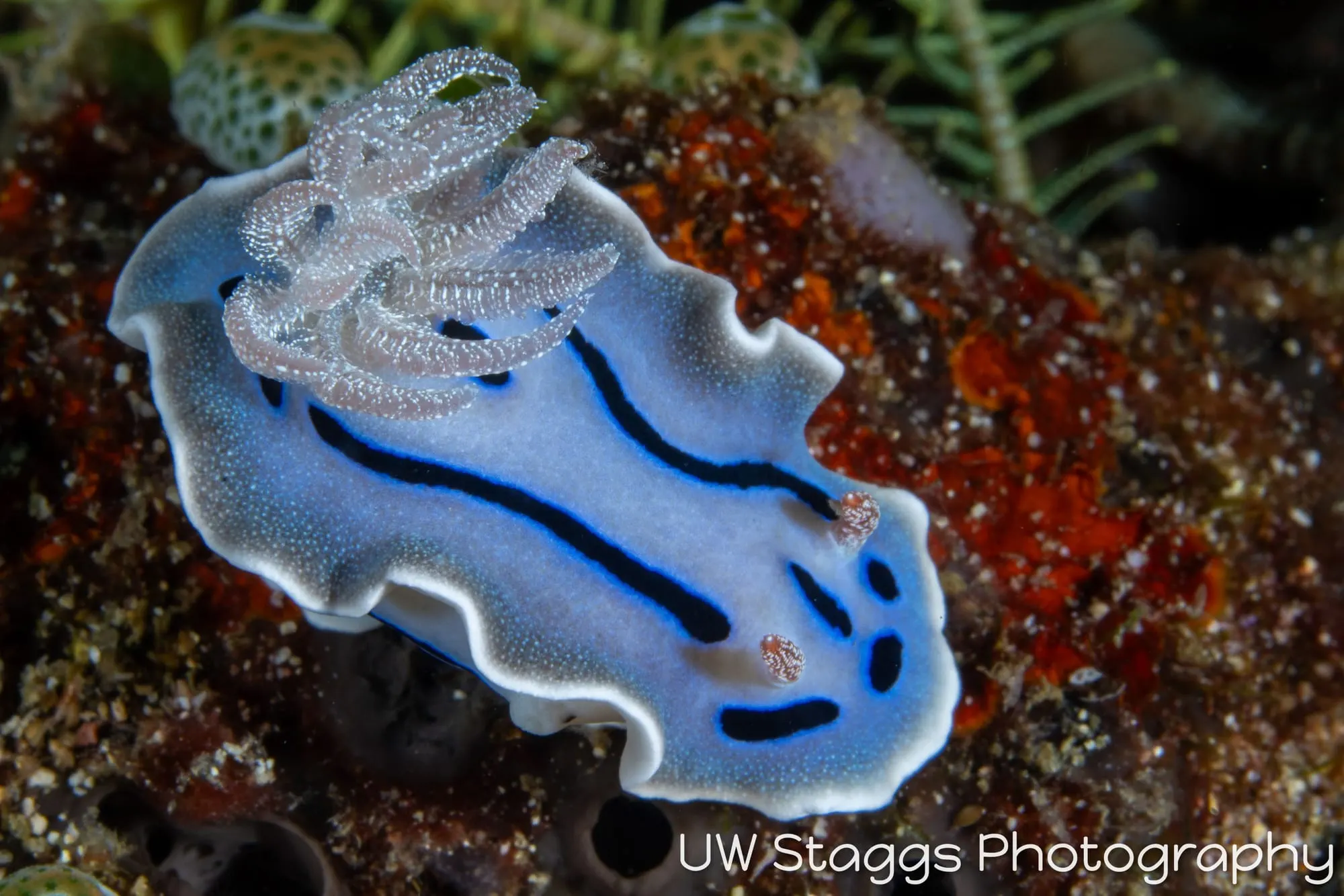 Reef Scene — Puerto Galera, Philippines