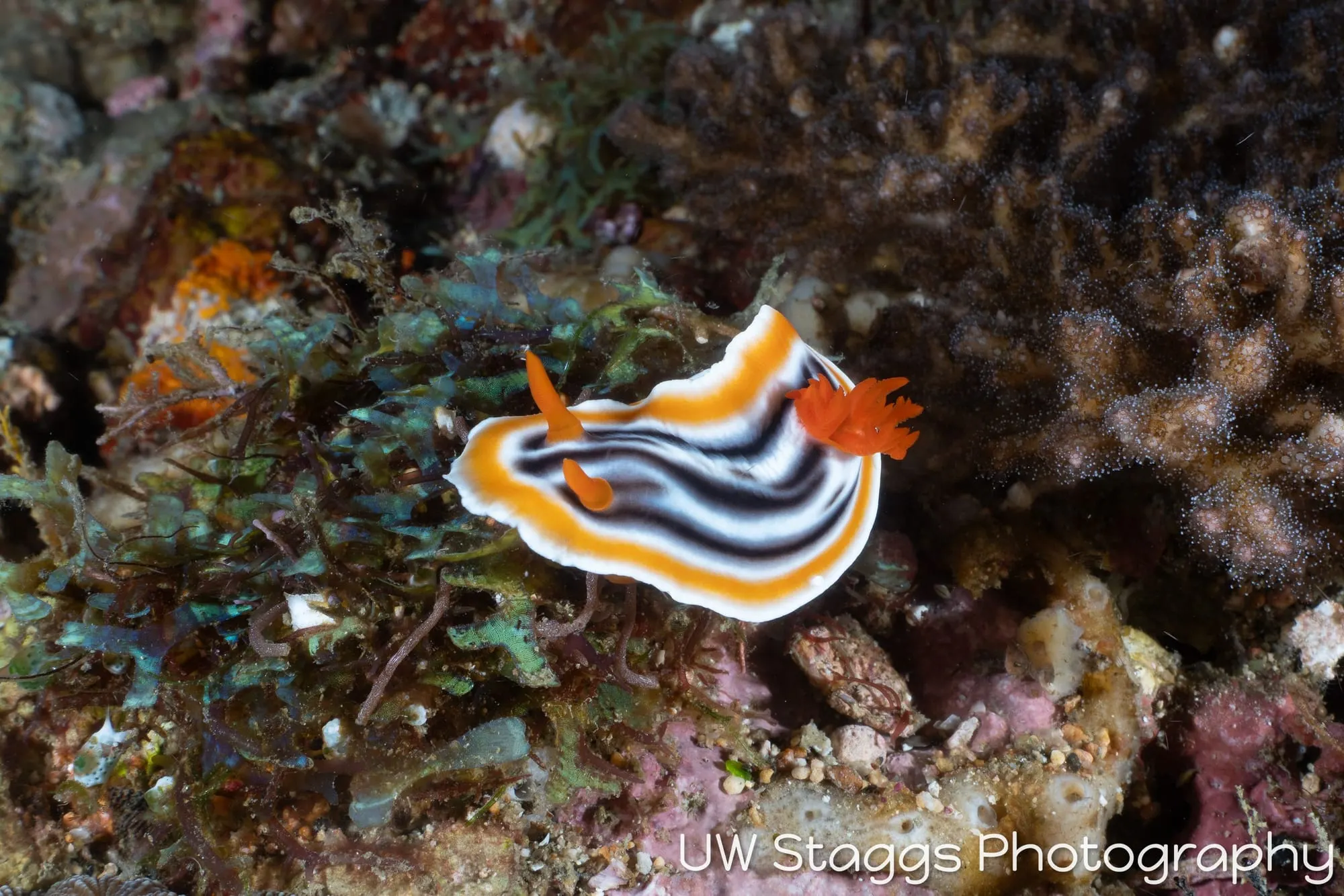 Reef Scene — Puerto Galera, Philippines
