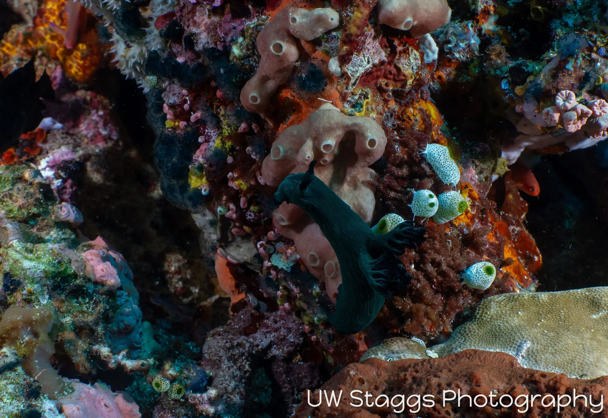 Reef Scene — Puerto Galera, Philippines