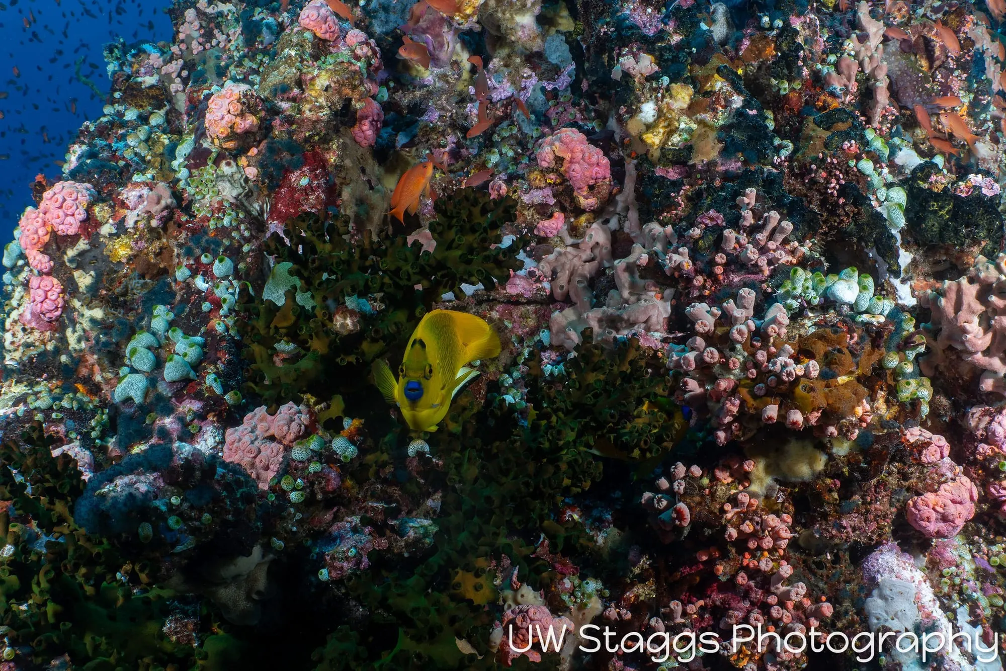 Reef Scene — Puerto Galera, Philippines