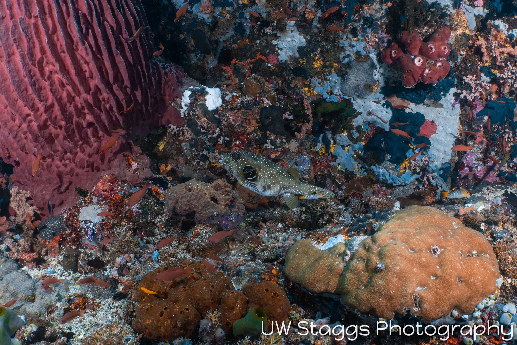 Reef Scene — Puerto Galera, Philippines