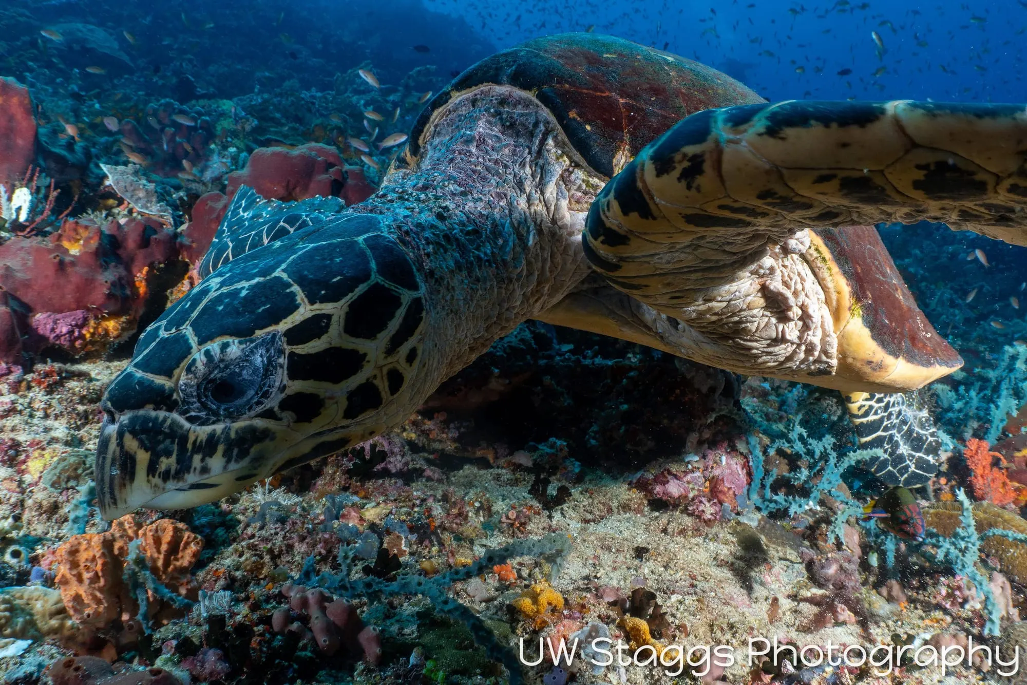 Reef Scene — Puerto Galera, Philippines