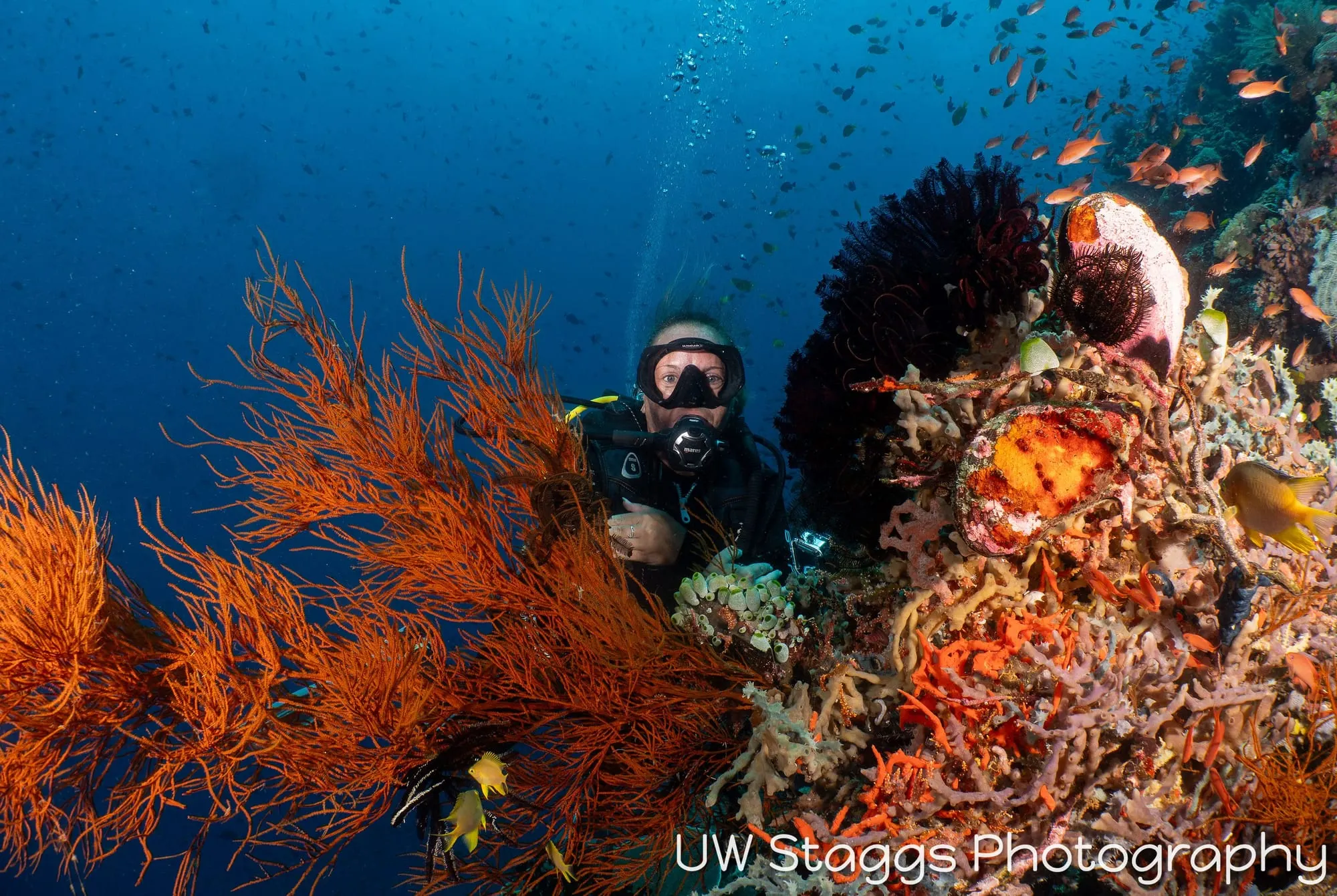 Reef Scene — Puerto Galera, Philippines