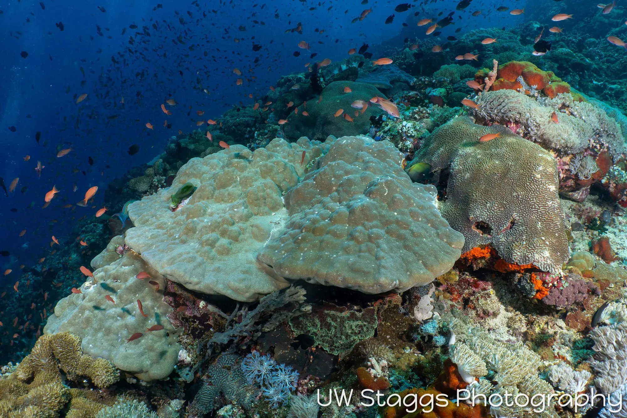 Reef Scene — Puerto Galera, Philippines