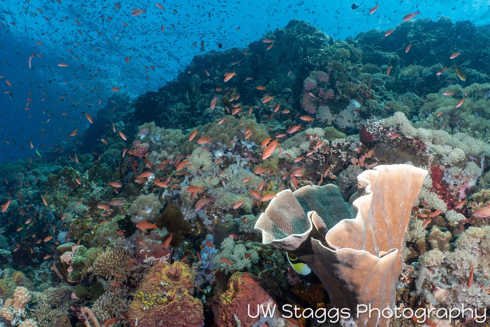 Reef Scene — Puerto Galera, Philippines