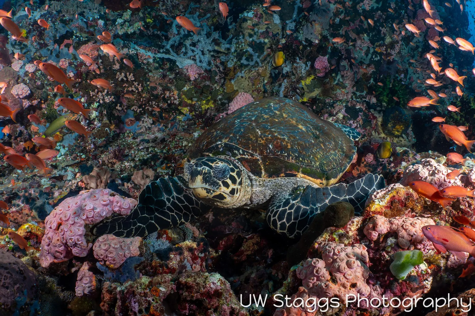 Reef Scene — Puerto Galera, Philippines