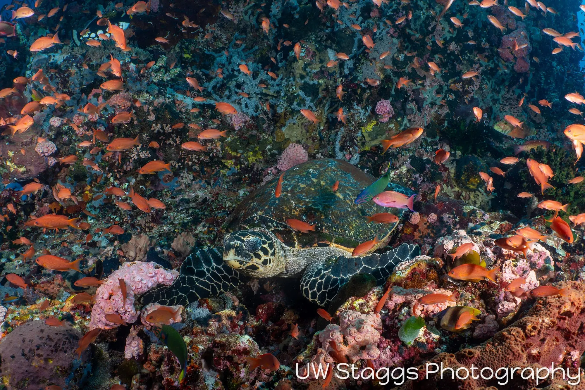 Reef Scene — Puerto Galera, Philippines