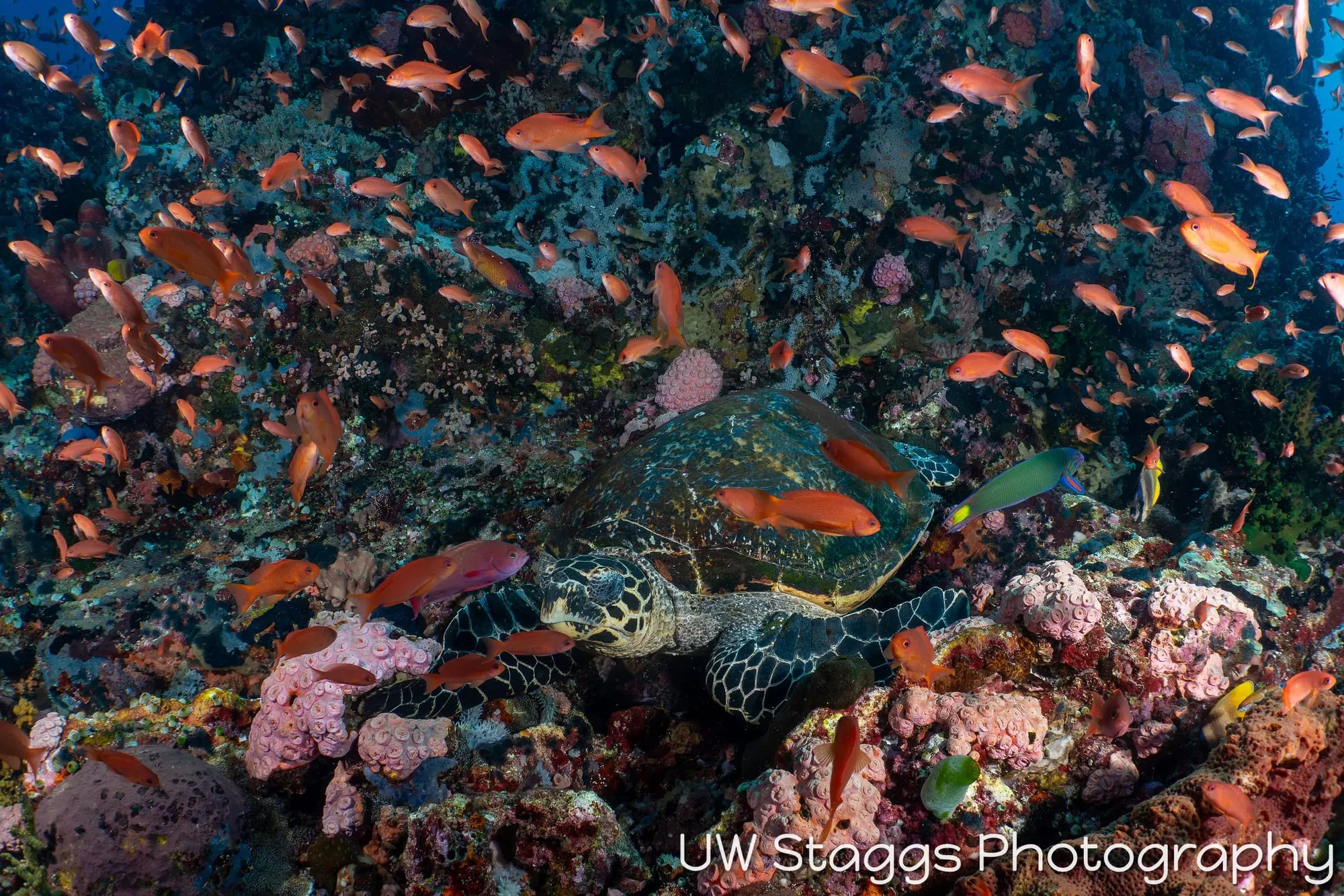 Reef Scene — Puerto Galera, Philippines