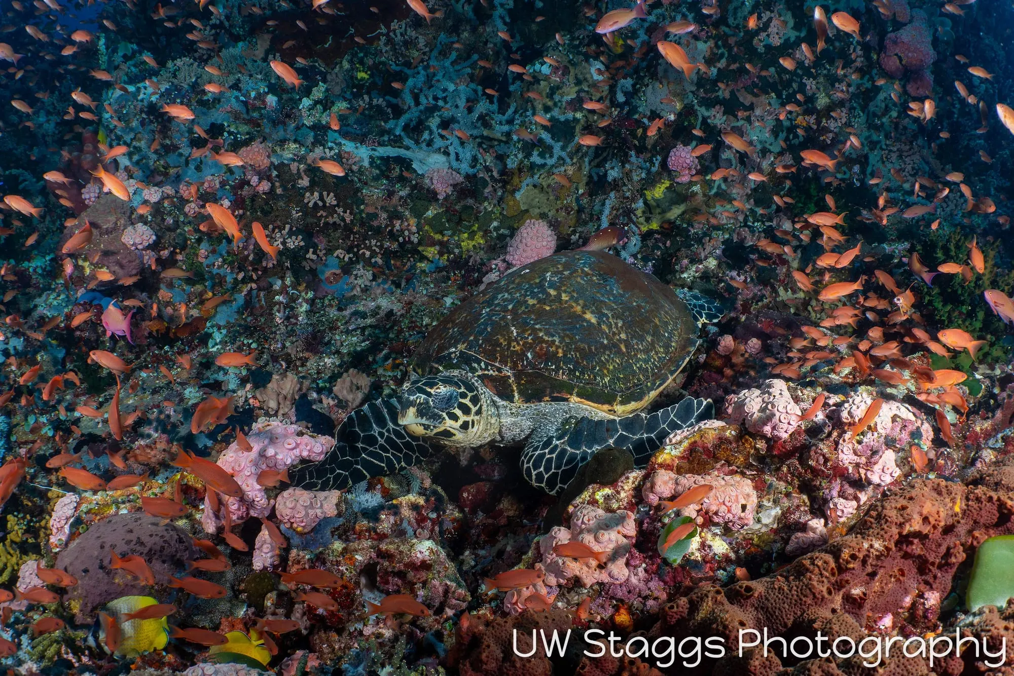 Reef Scene — Puerto Galera, Philippines
