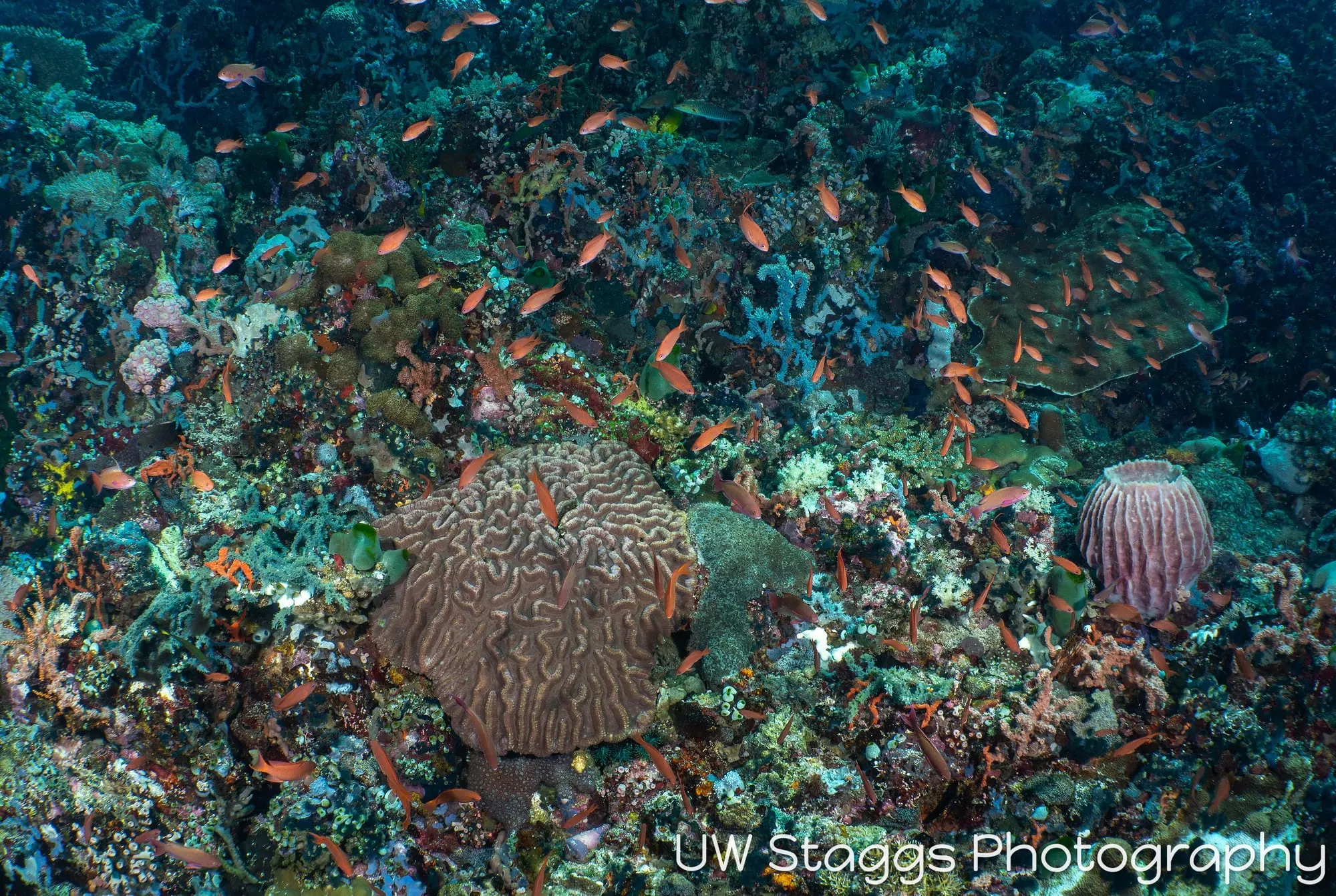 Reef Scene — Puerto Galera, Philippines