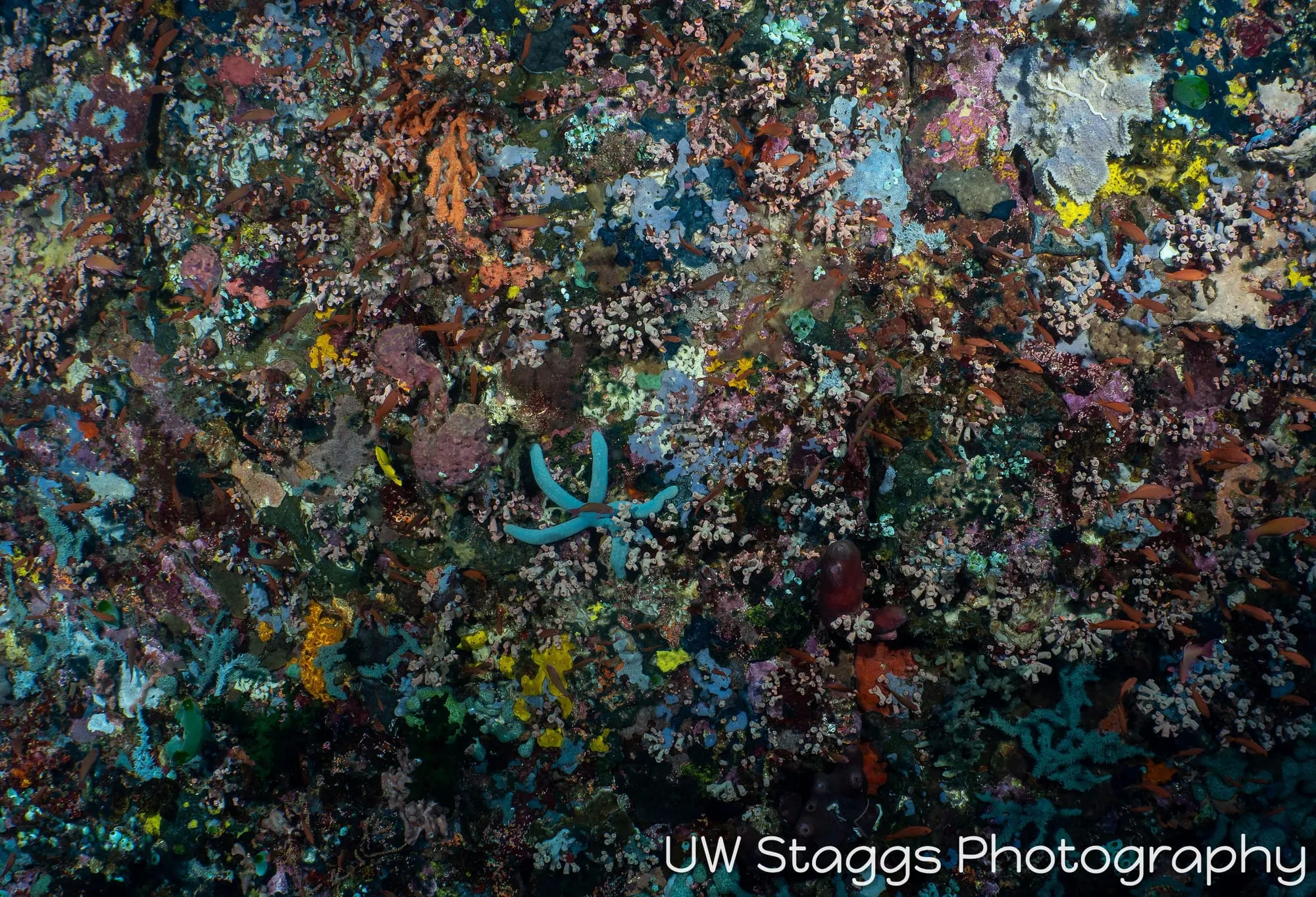Reef Scene — Puerto Galera, Philippines