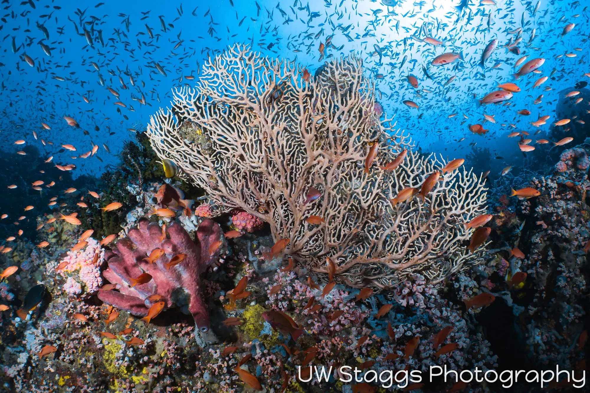 Reef Scene — Puerto Galera, Philippines