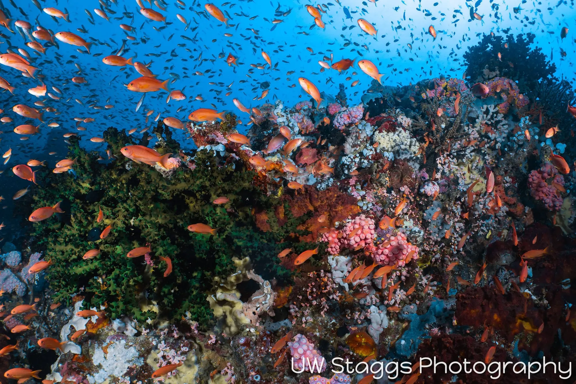 Reef Scene — Puerto Galera, Philippines