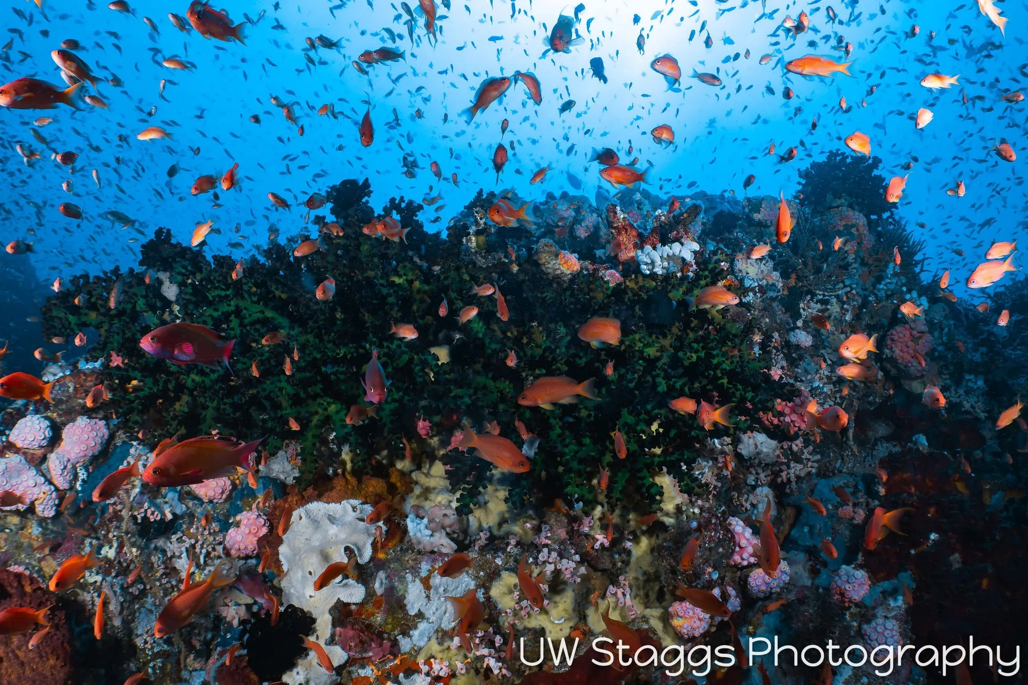 Reef Scene — Puerto Galera, Philippines