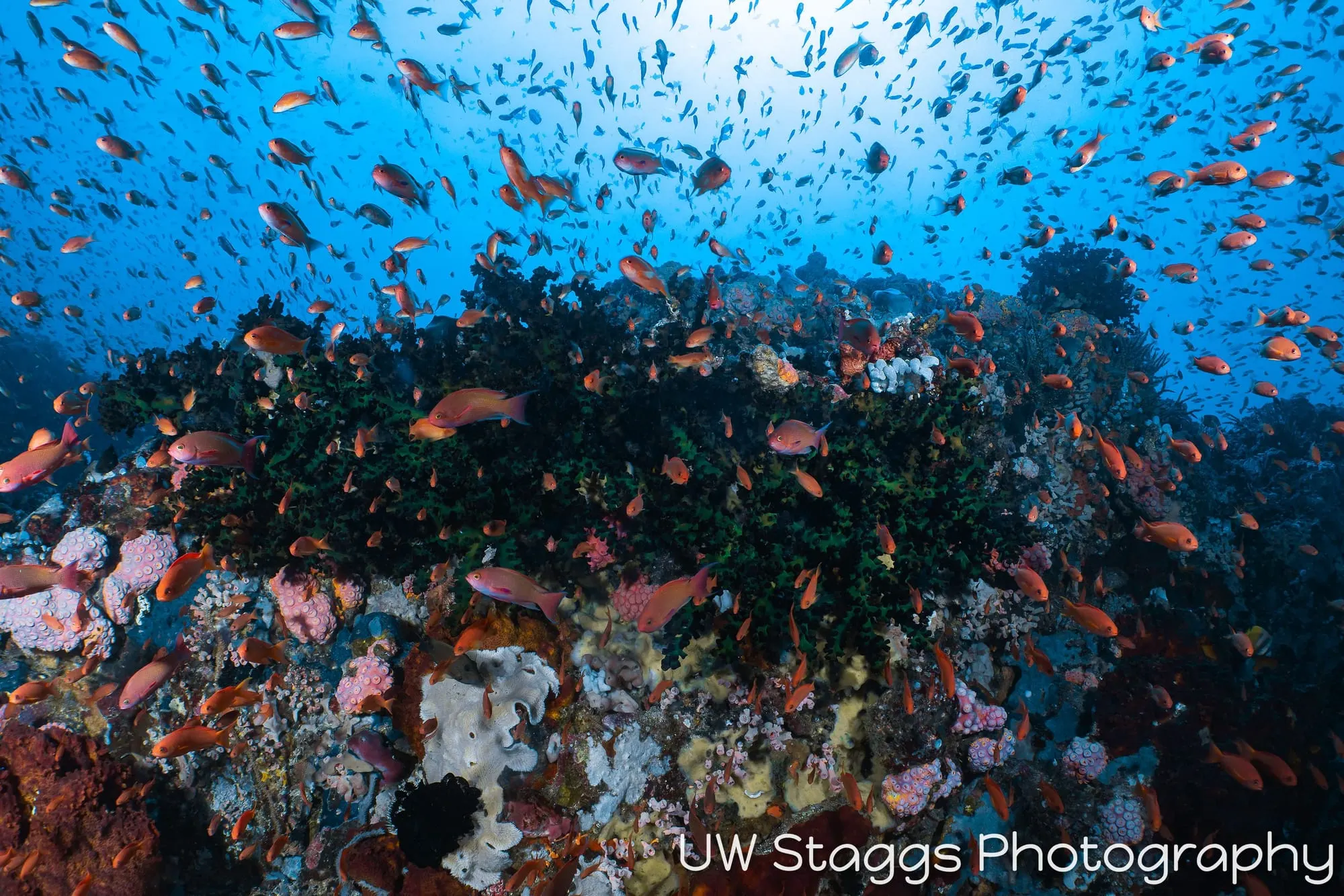 Reef Scene — Puerto Galera, Philippines