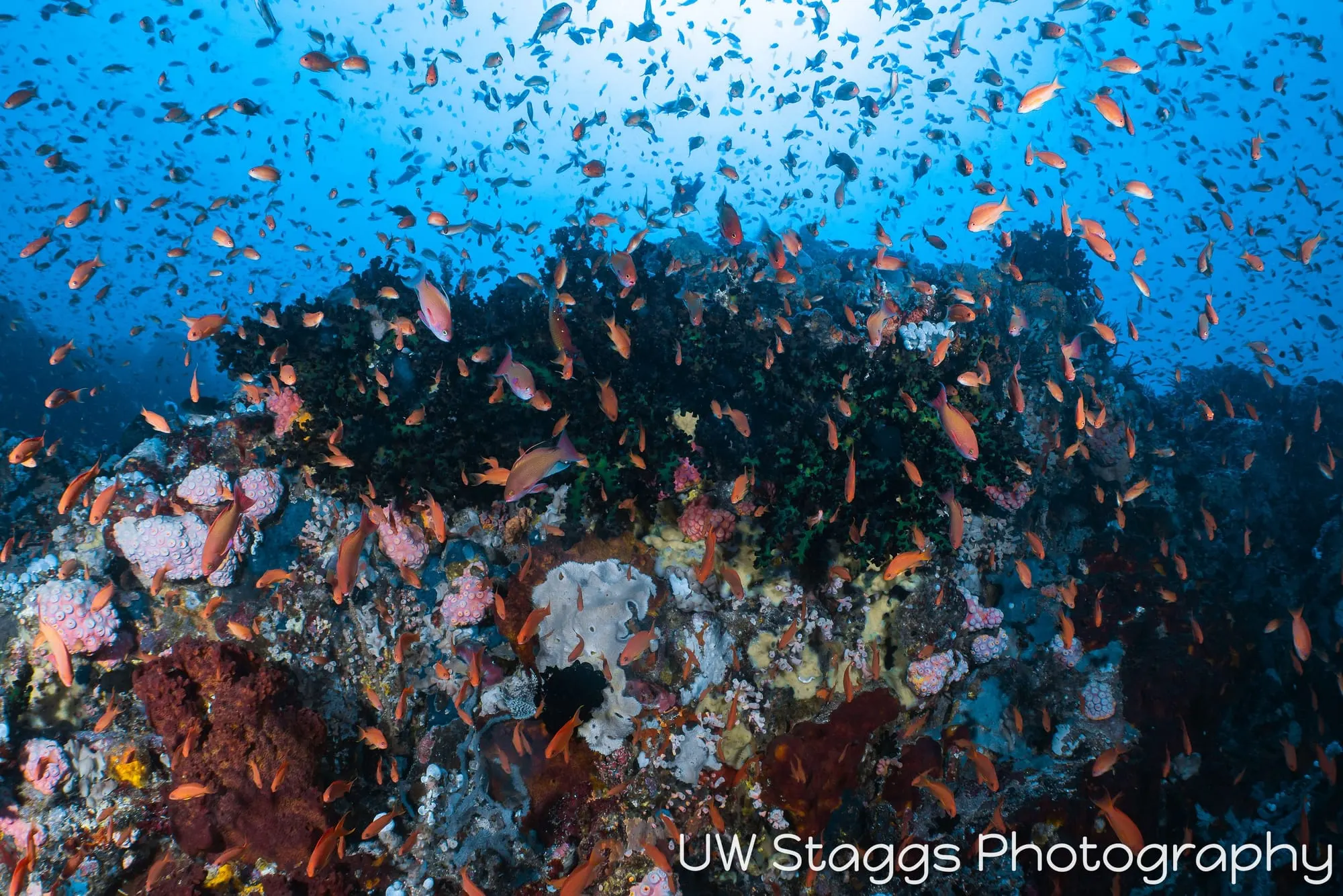 Reef Scene — Puerto Galera, Philippines