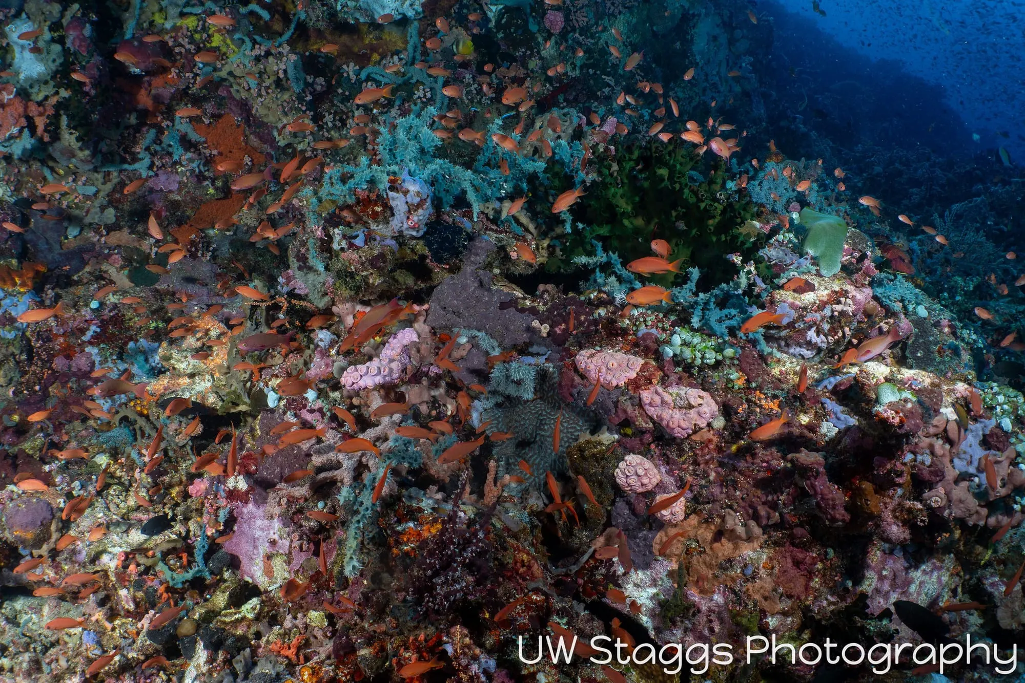 Reef Scene — Puerto Galera, Philippines
