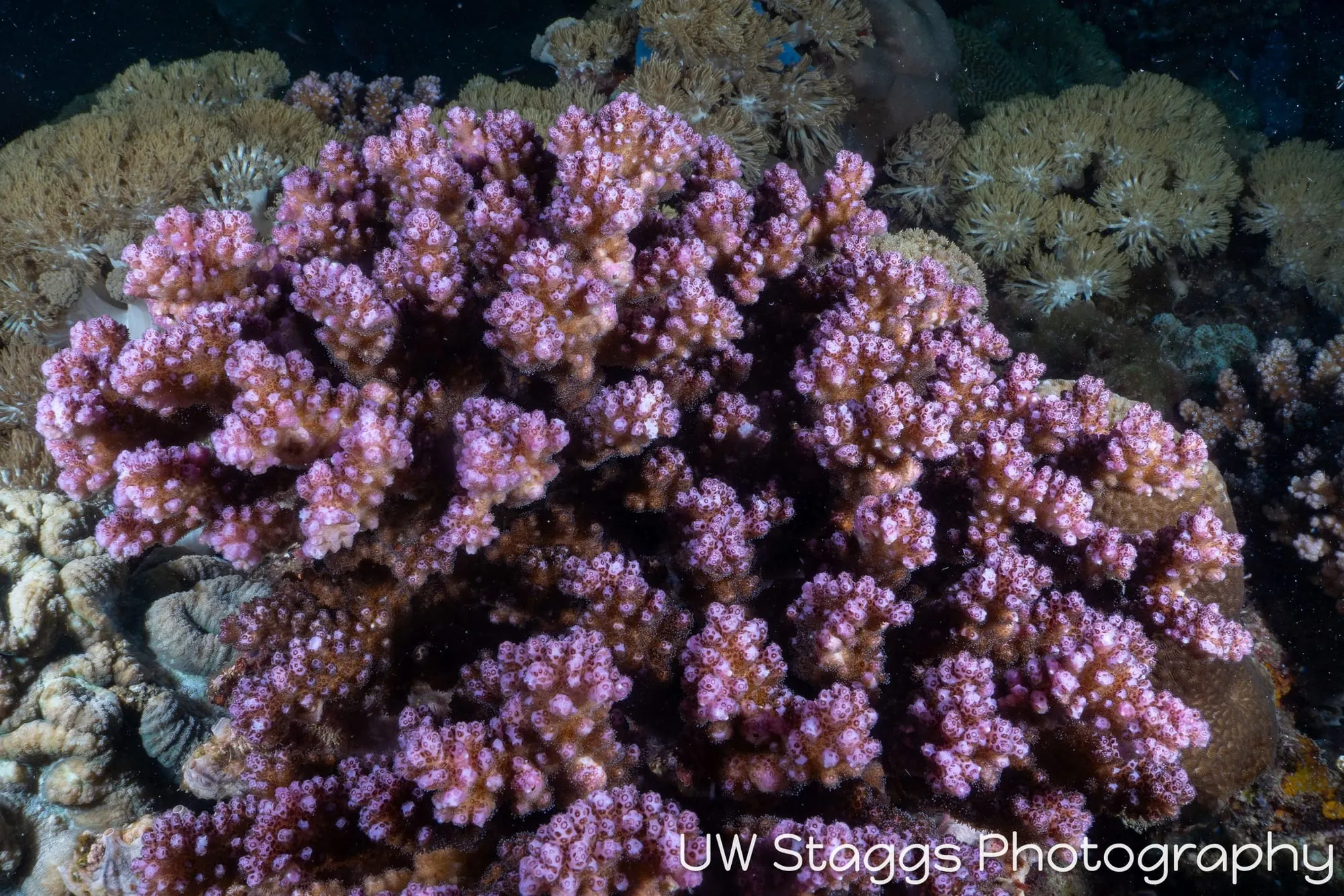 Reef Scene — Puerto Galera, Philippines
