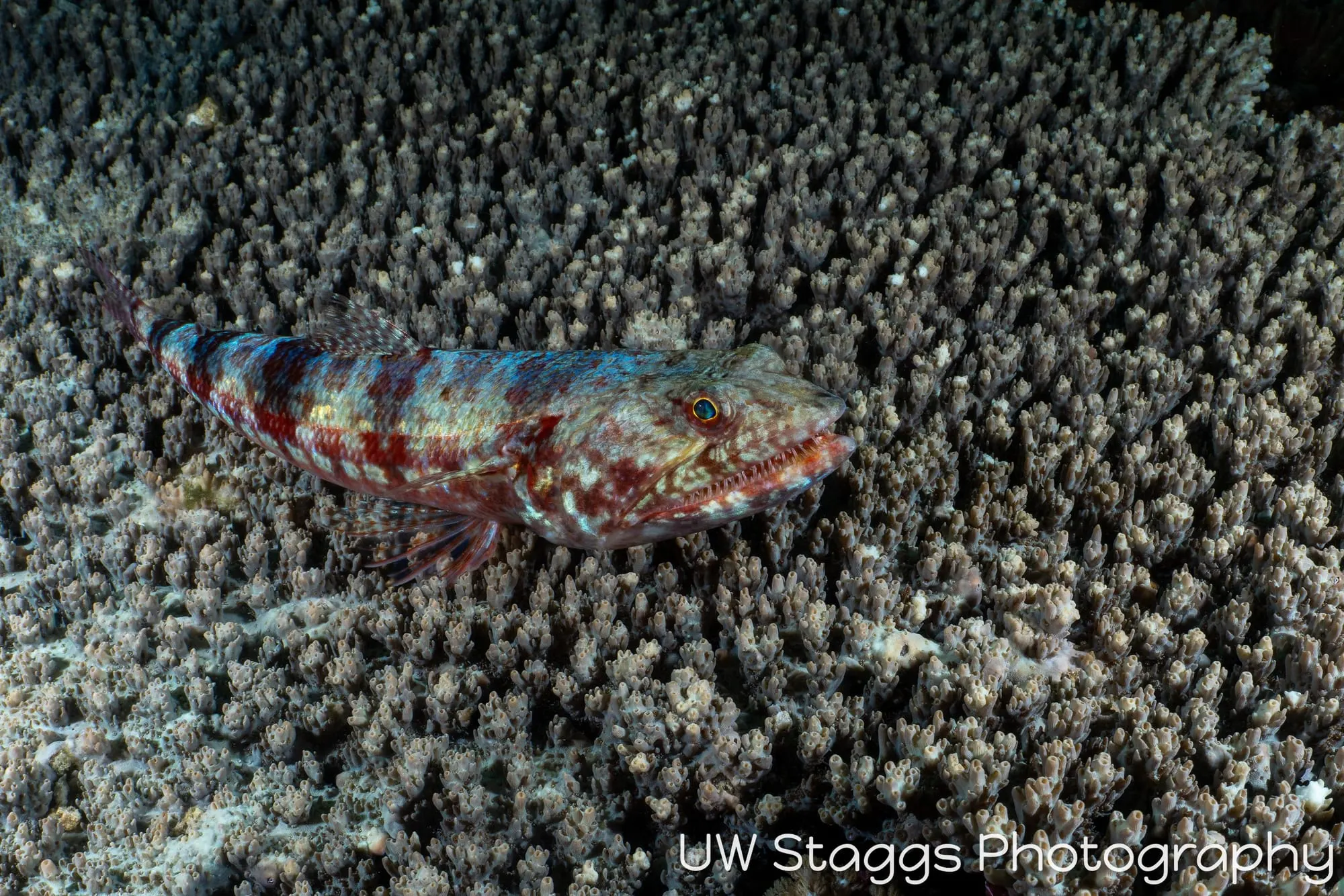 Reef Scene — Puerto Galera, Philippines