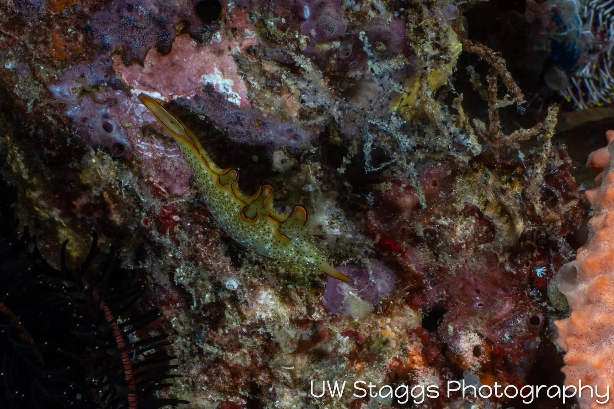 Reef Scene — Puerto Galera, Philippines