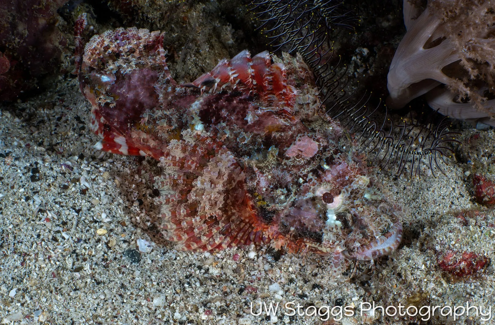 Reef Scene — Puerto Galera, Philippines