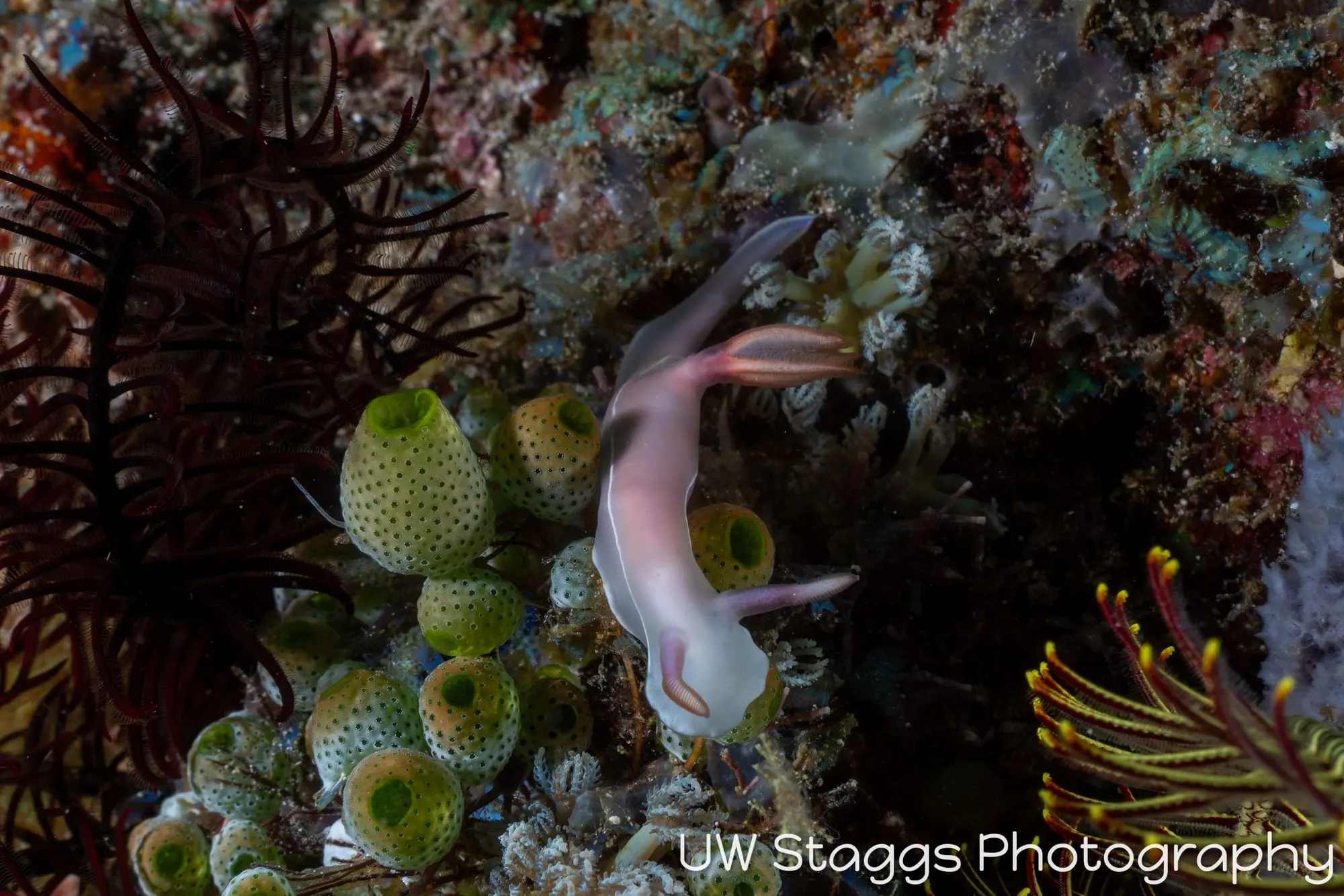 Reef Scene — Puerto Galera, Philippines