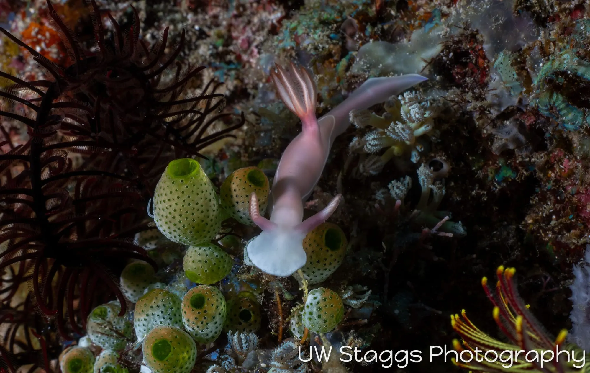 Reef Scene — Puerto Galera, Philippines