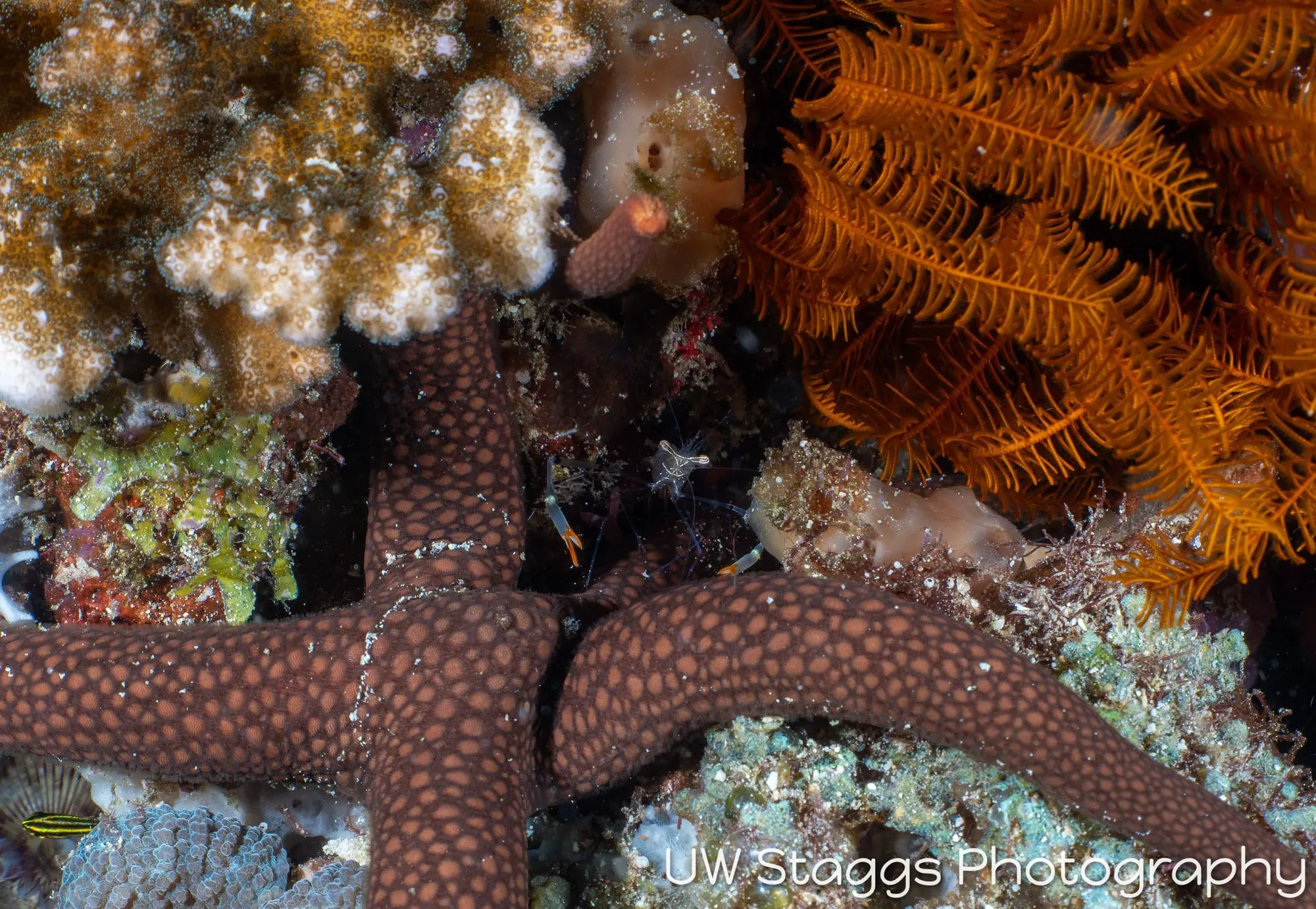 Reef Scene — Puerto Galera, Philippines