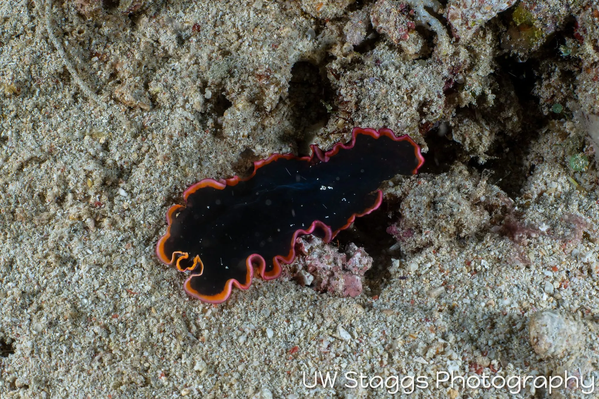 Reef Scene — Puerto Galera, Philippines