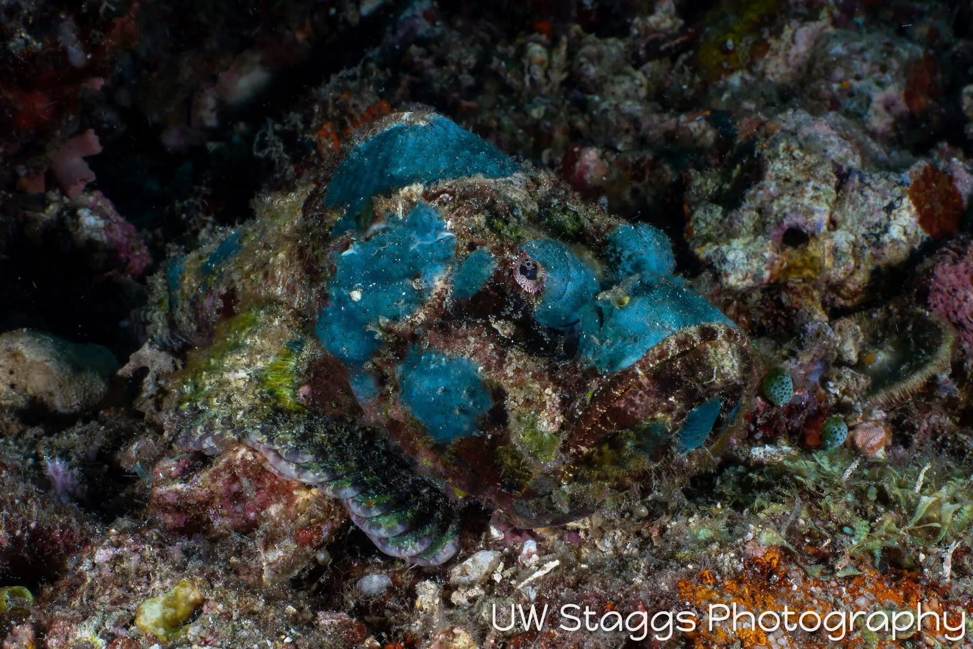 Reef Scene — Puerto Galera, Philippines