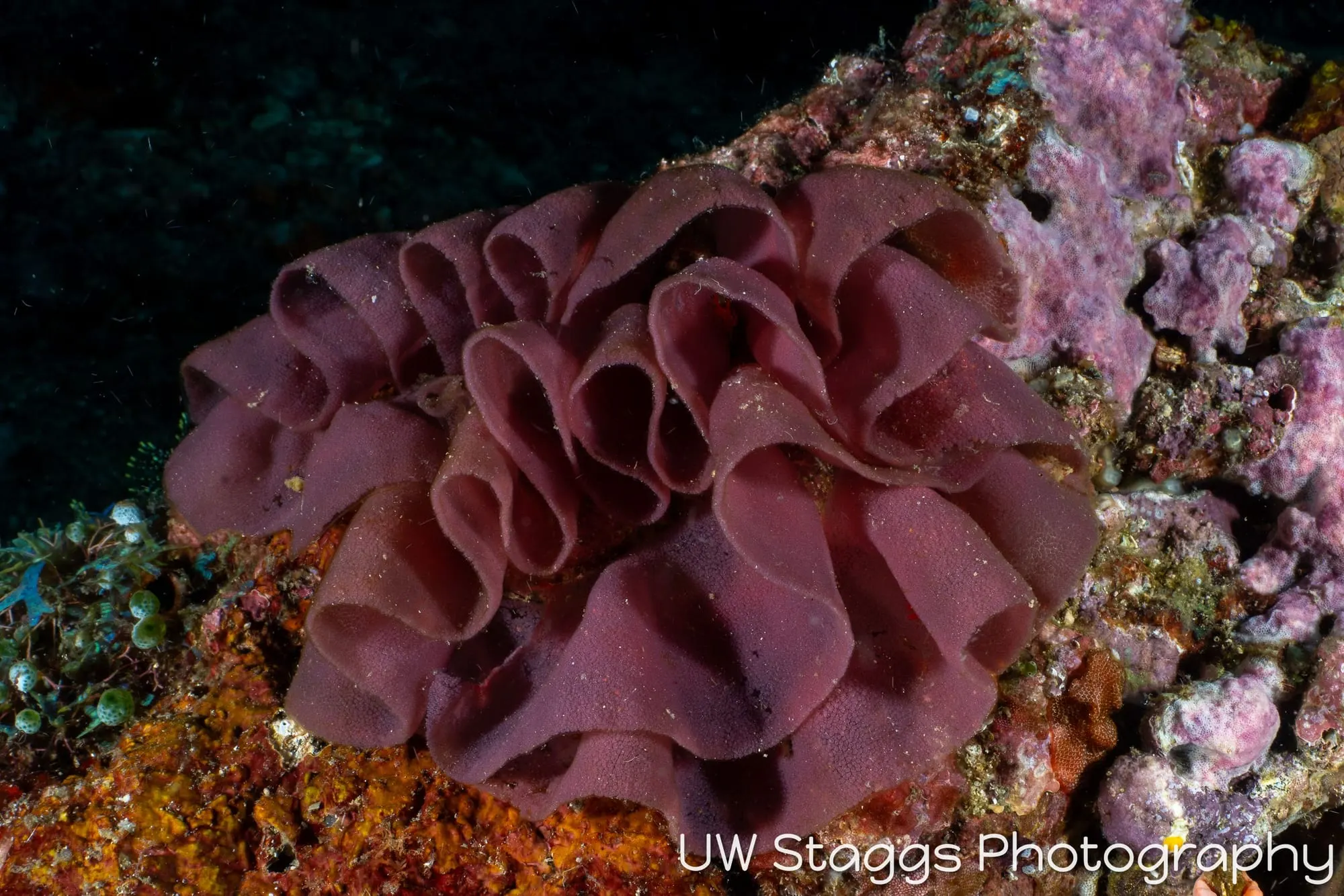 Reef Scene — Puerto Galera, Philippines