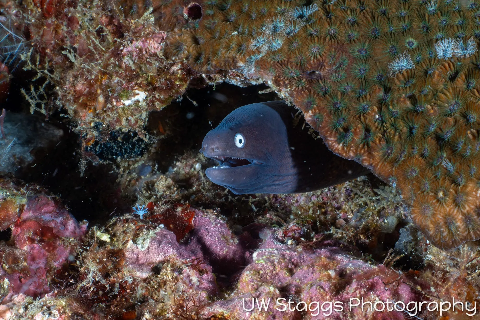 Reef Scene — Puerto Galera, Philippines