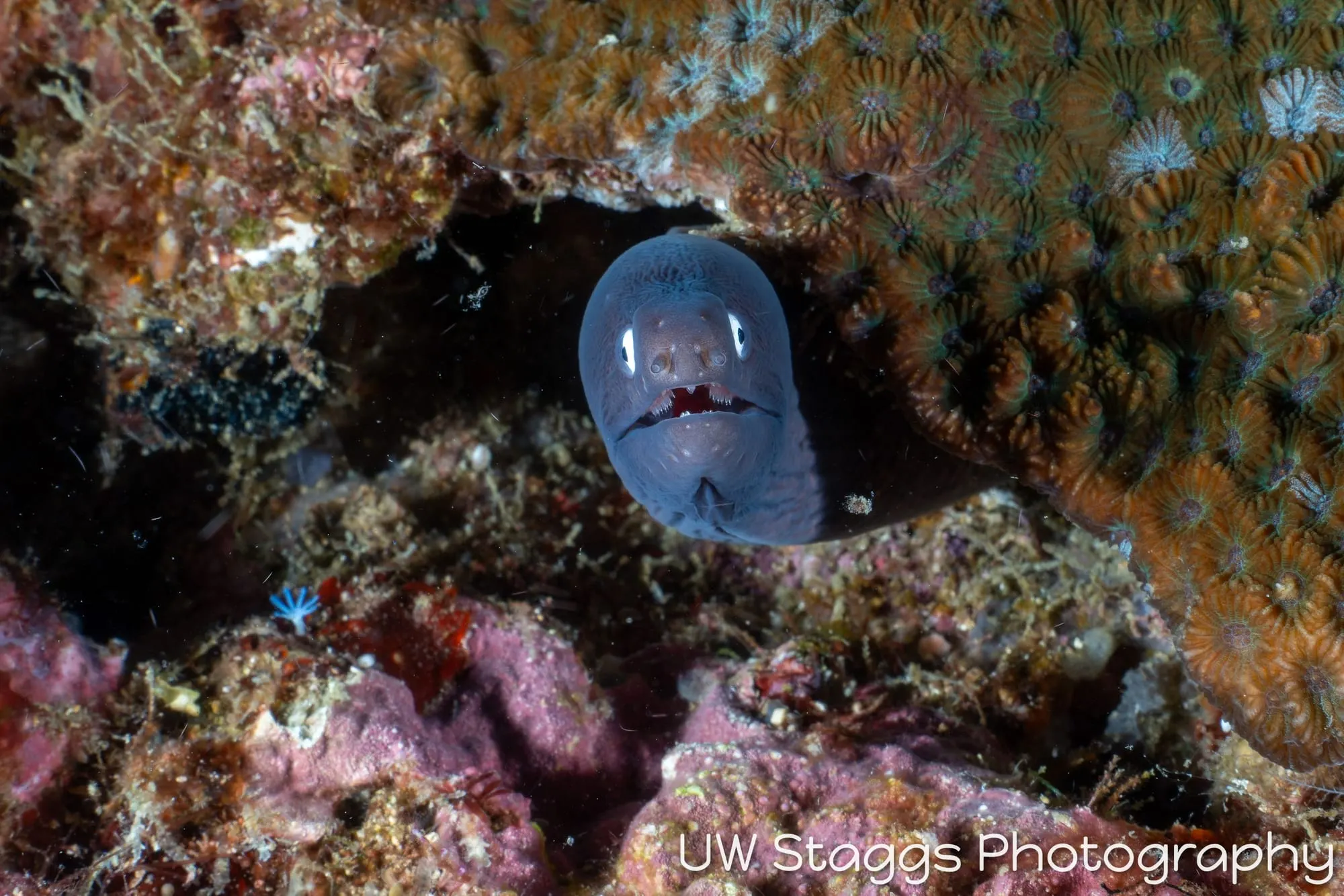 Reef Scene — Puerto Galera, Philippines