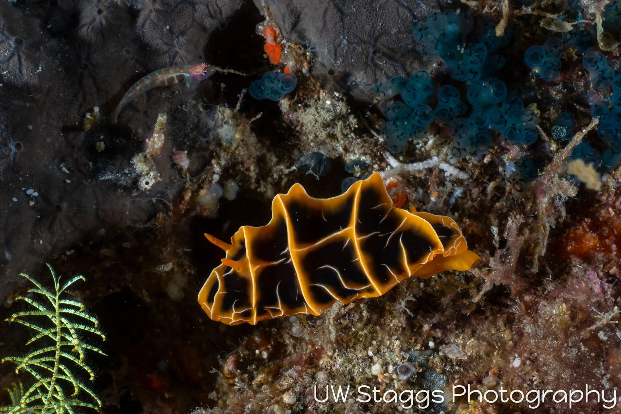 Reef Scene — Puerto Galera, Philippines