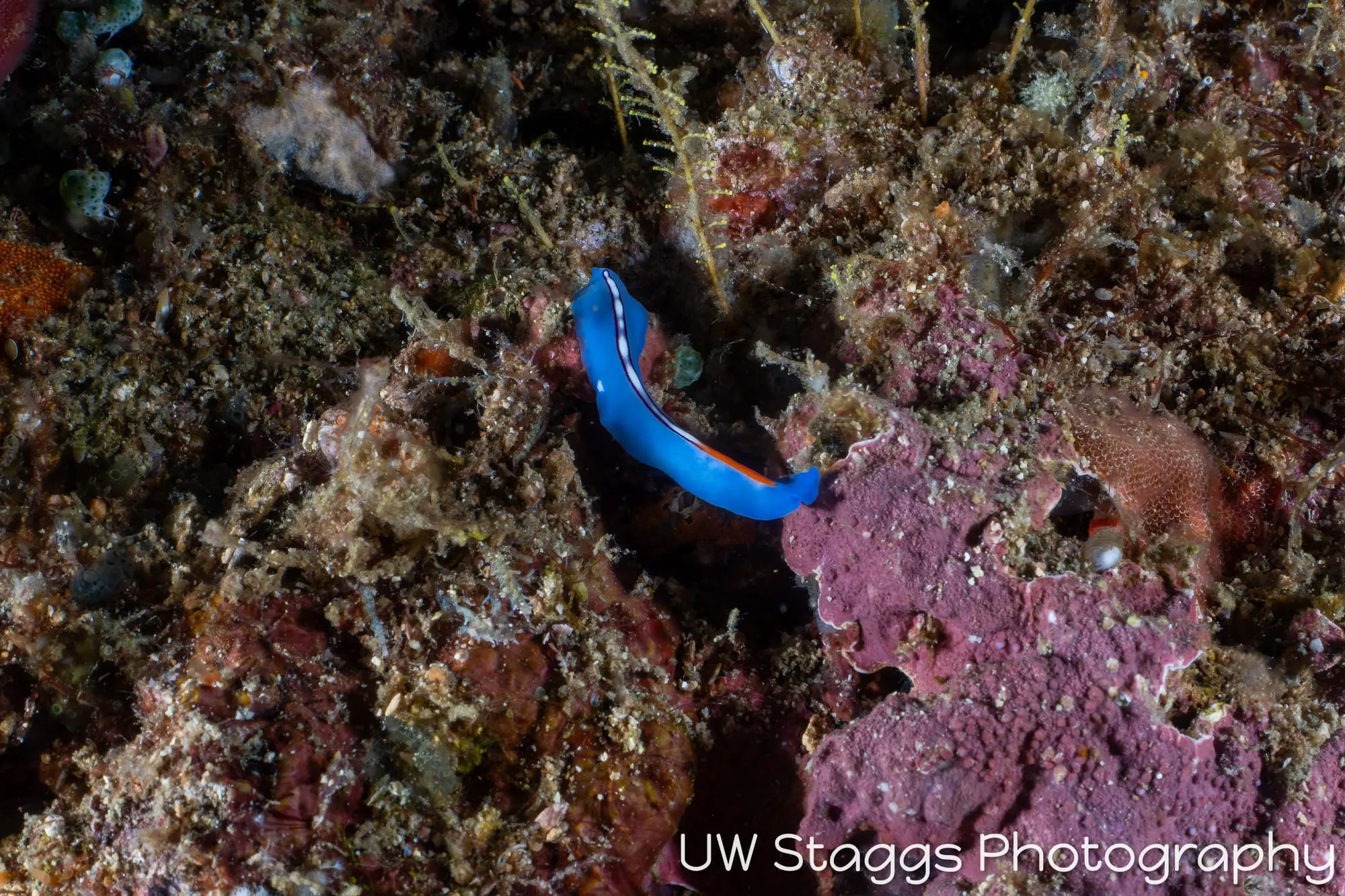 Reef Scene — Puerto Galera, Philippines