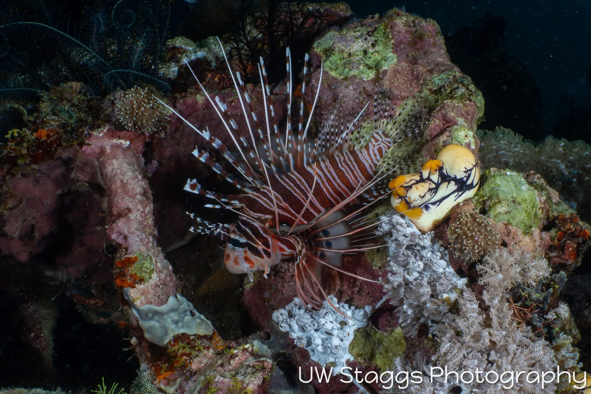 Reef Scene — Puerto Galera, Philippines
