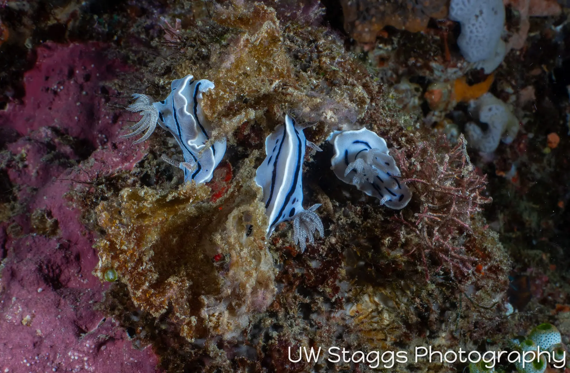 Reef Scene — Puerto Galera, Philippines
