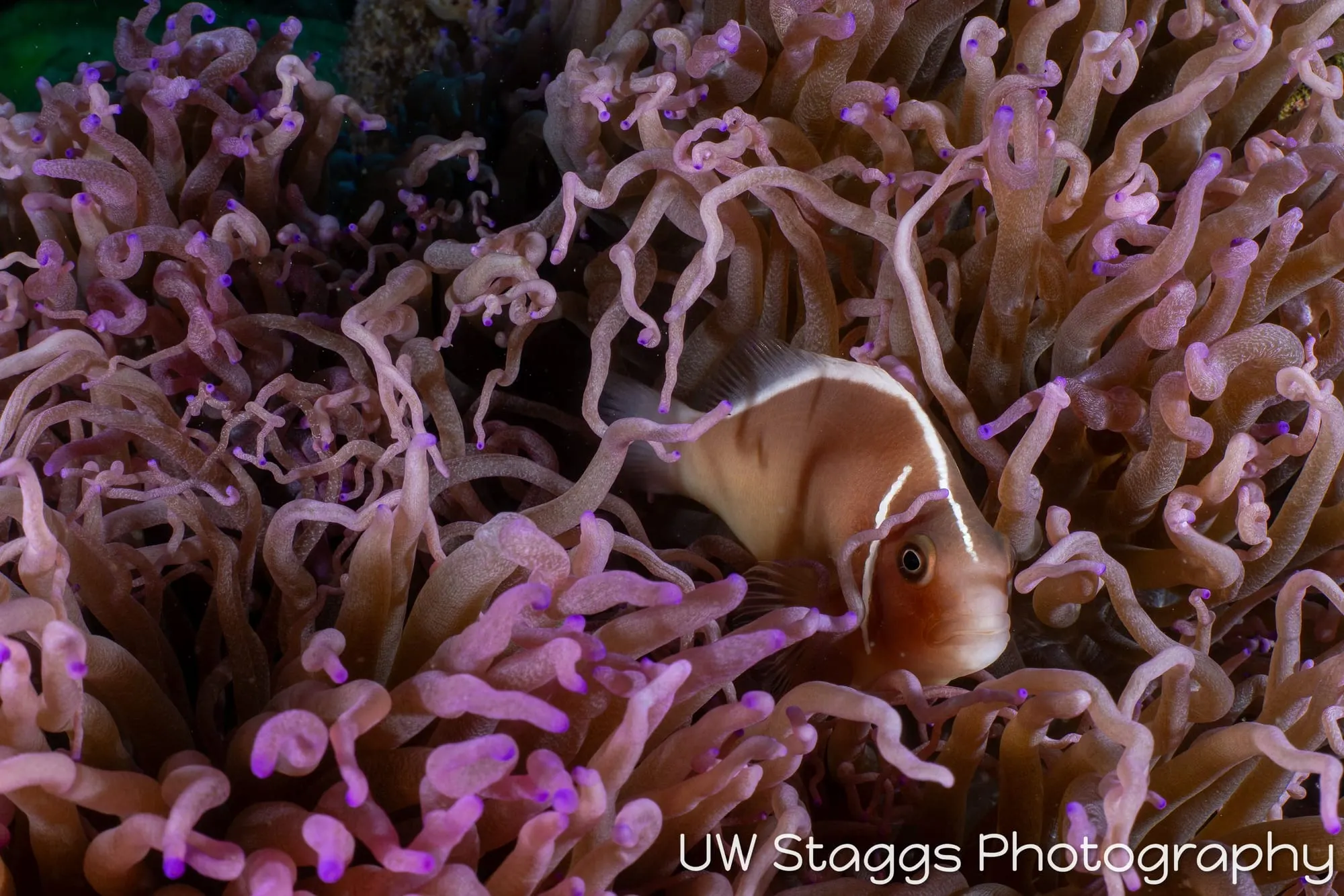 Reef Scene — Puerto Galera, Philippines