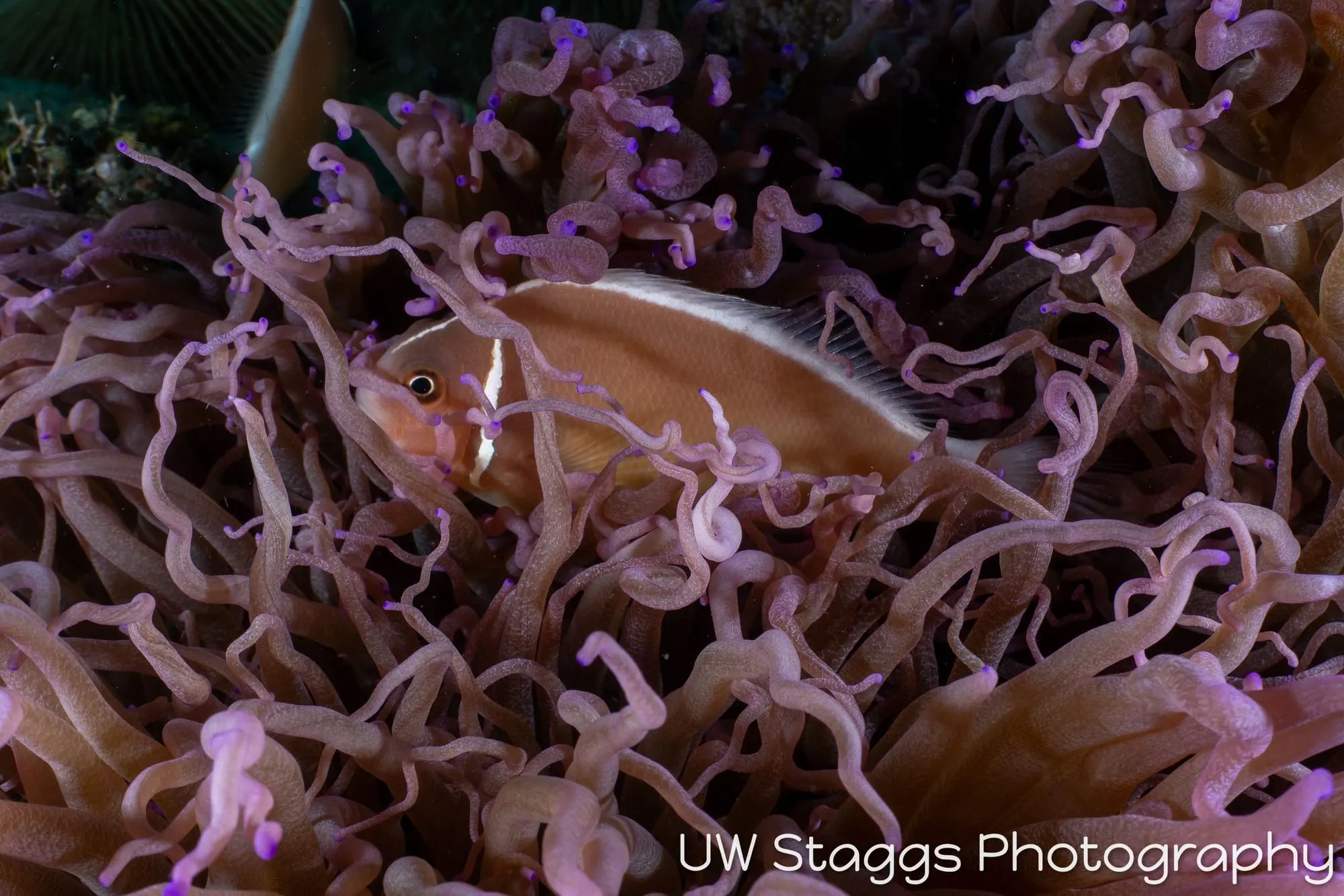 Reef Scene — Puerto Galera, Philippines