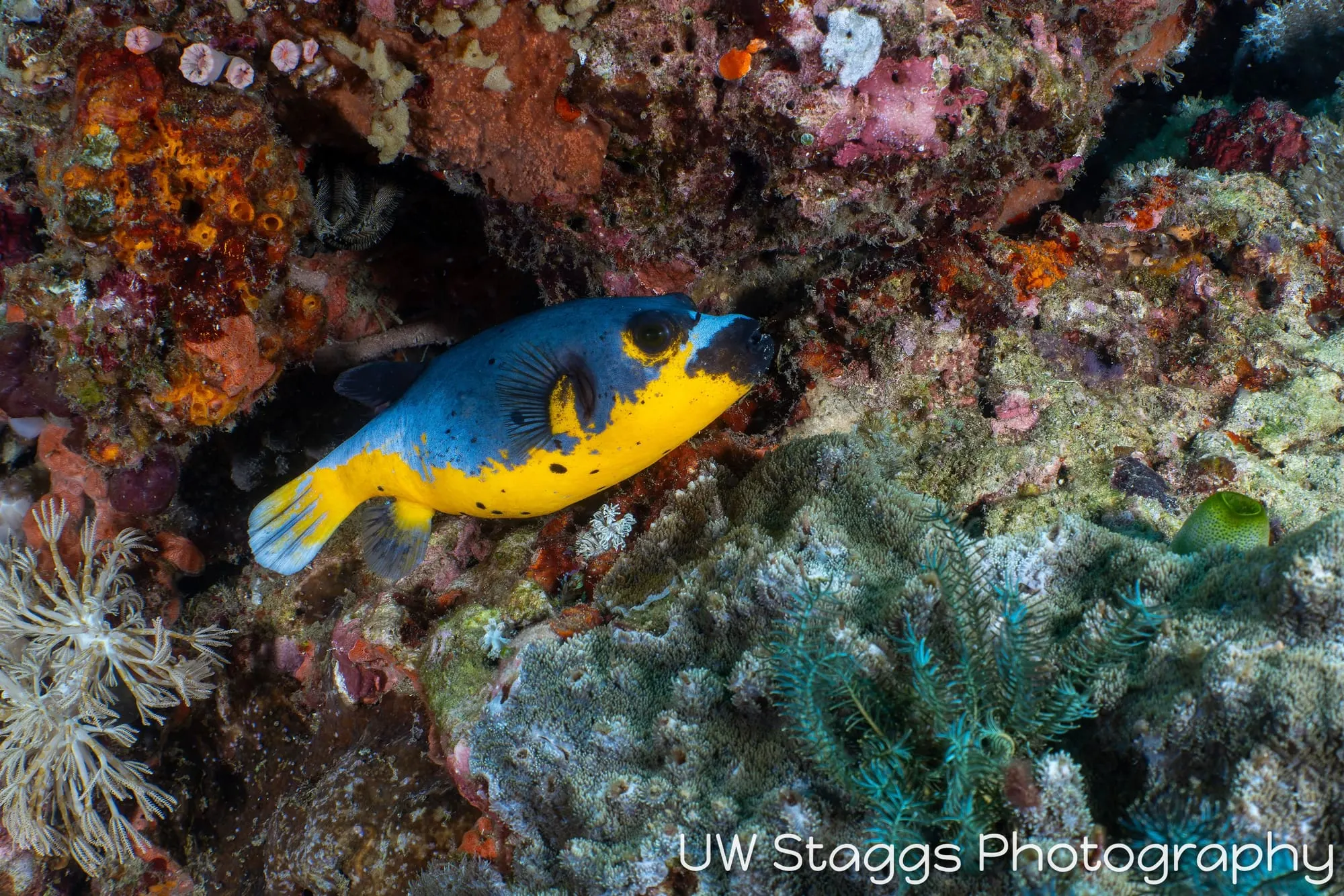 Reef Scene — Puerto Galera, Philippines