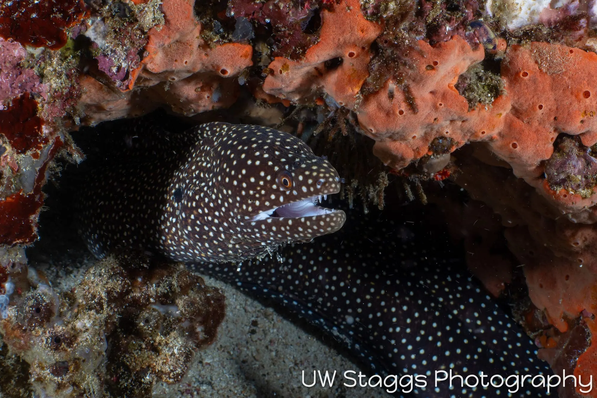 Reef Scene — Puerto Galera, Philippines